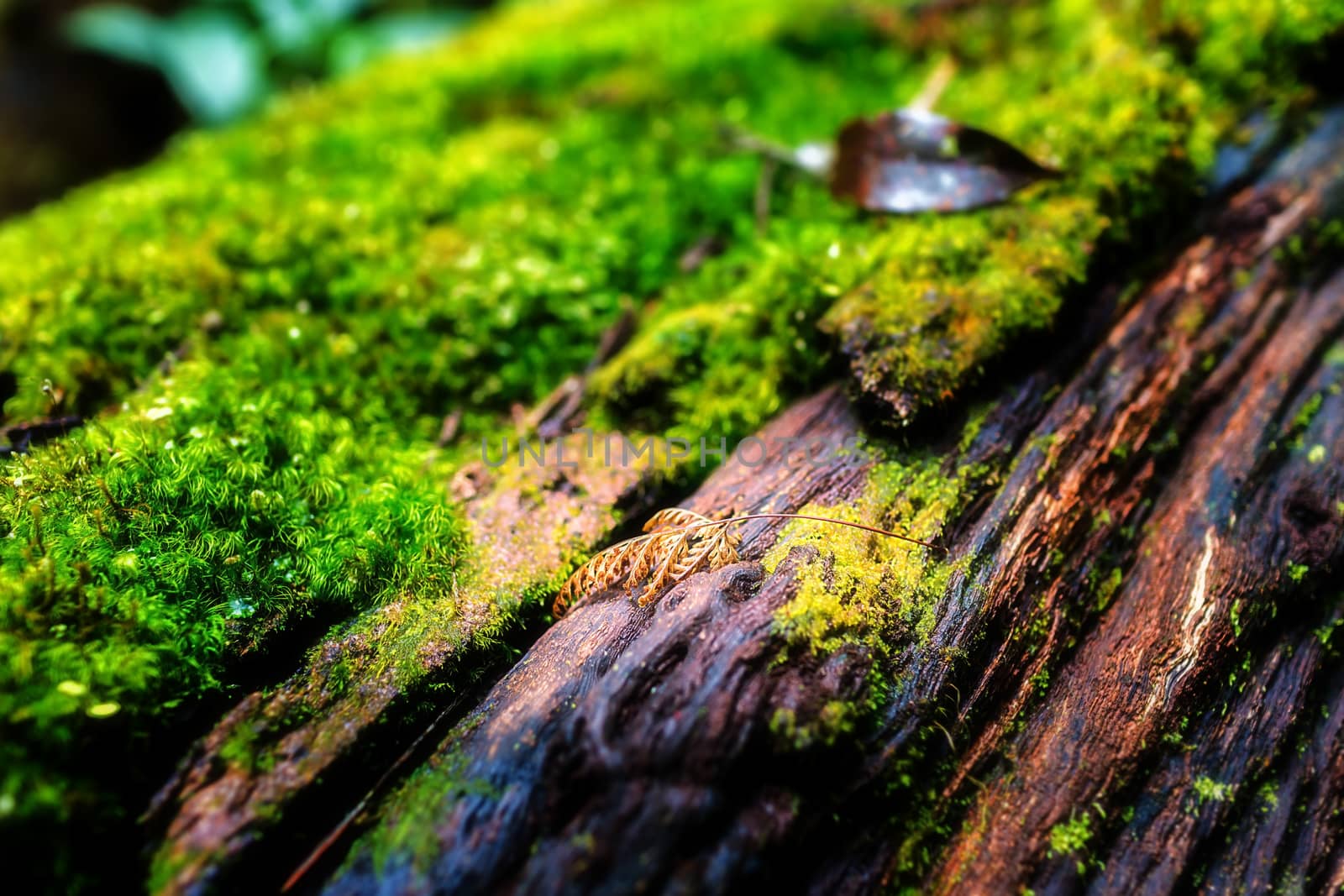 Small plants in Kew Mae Pan Nature Trail located at Chiang Mai, Thailand