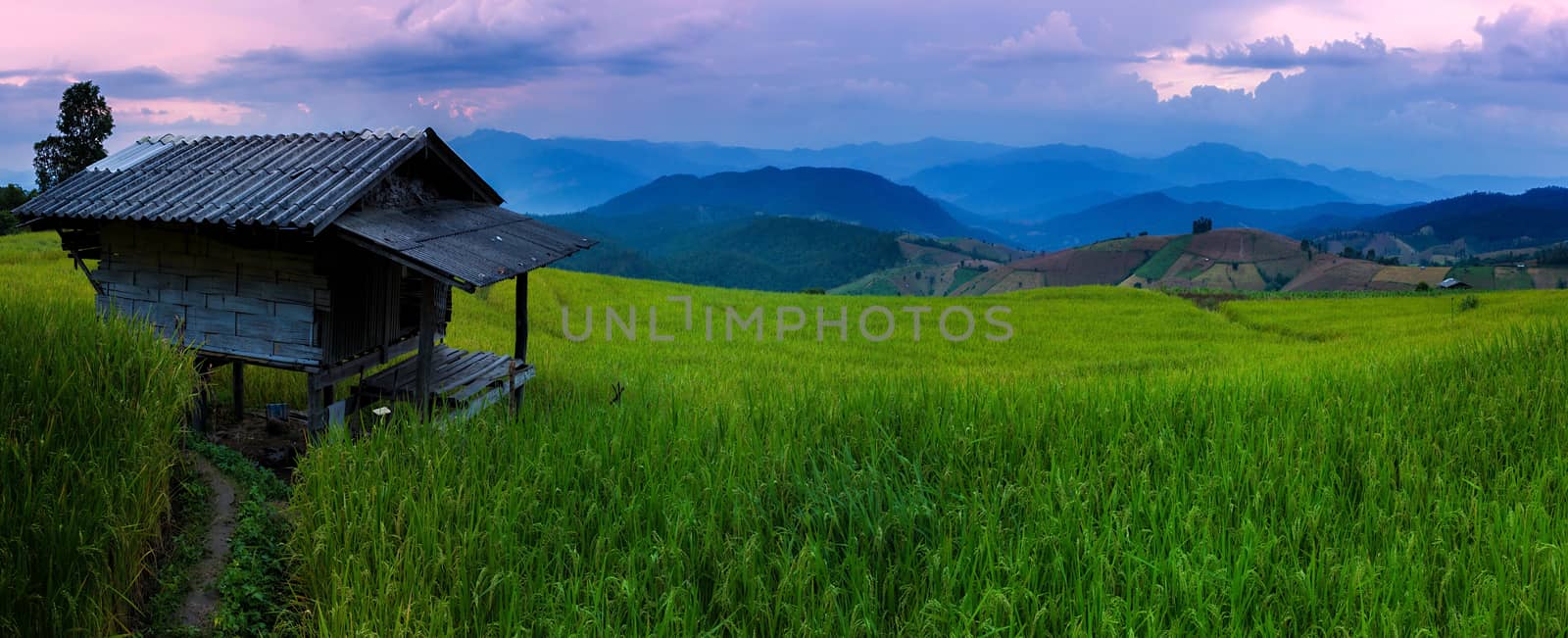 Rice terraces in Chiang Mai, Thailand