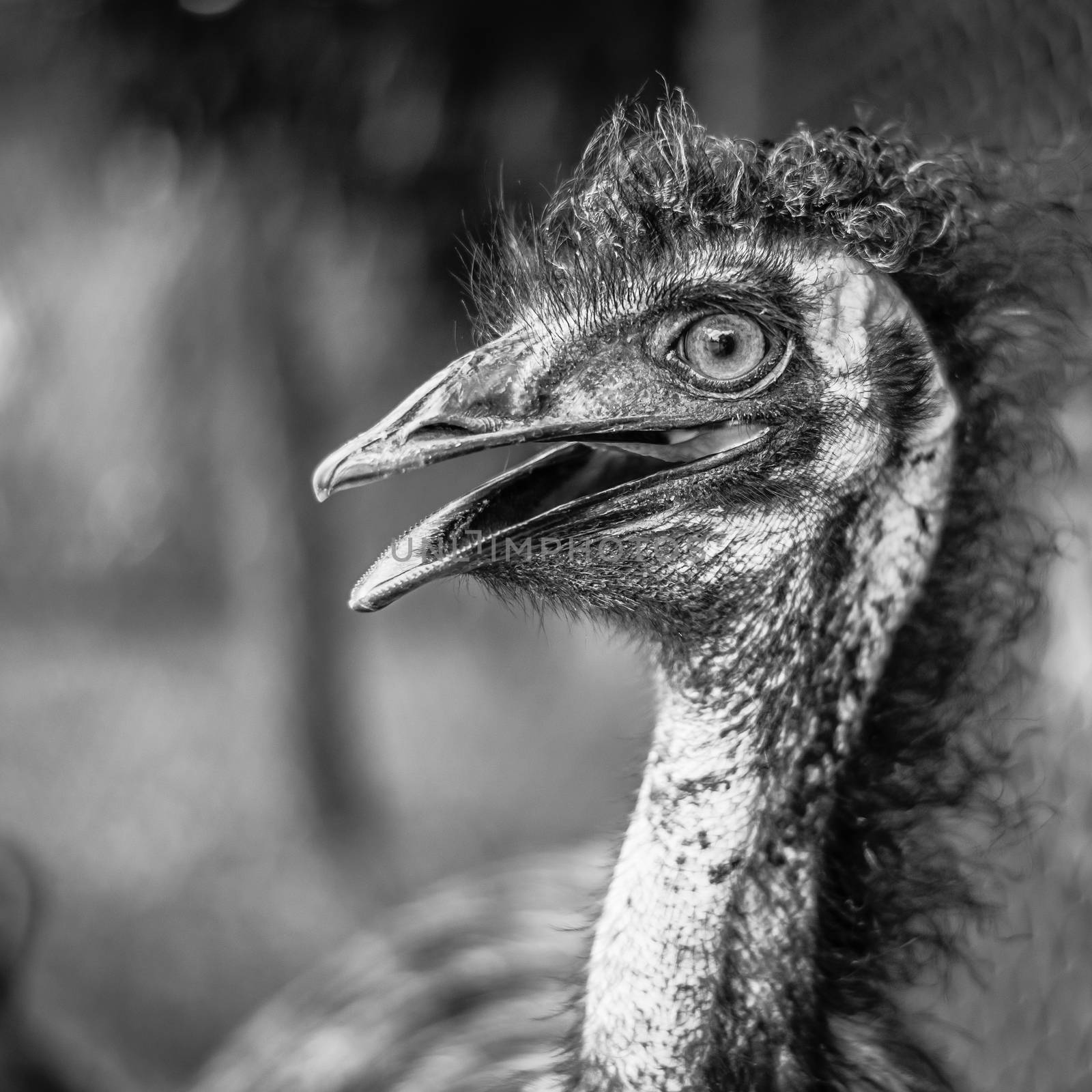 Emu by itself outdoors during the daytime. by artistrobd