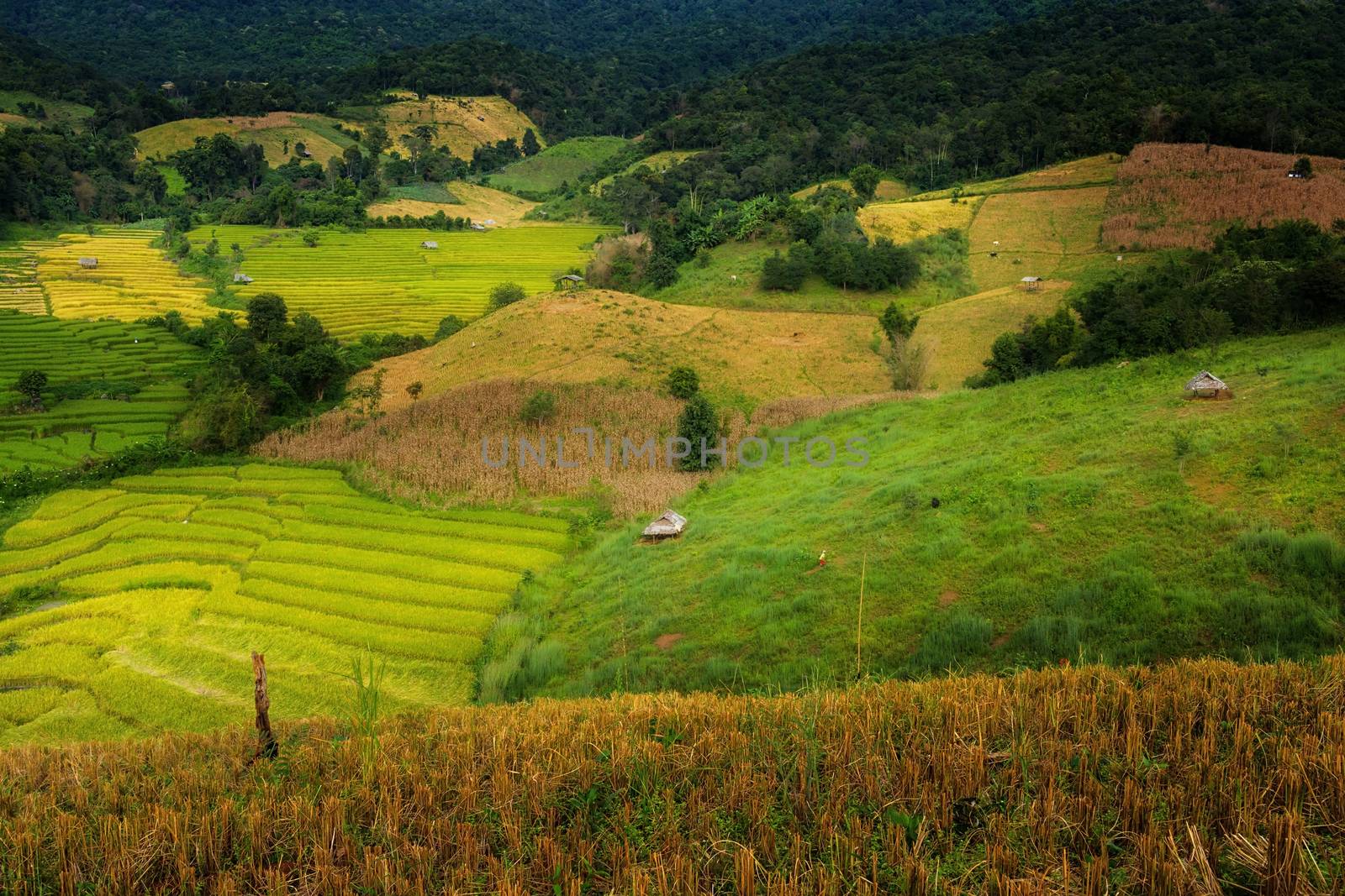 Rice terraces in Chiang Mai, Thailand