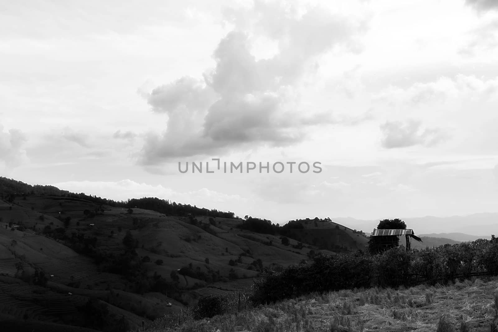 Rice terraces in Chiang Mai, Thailand