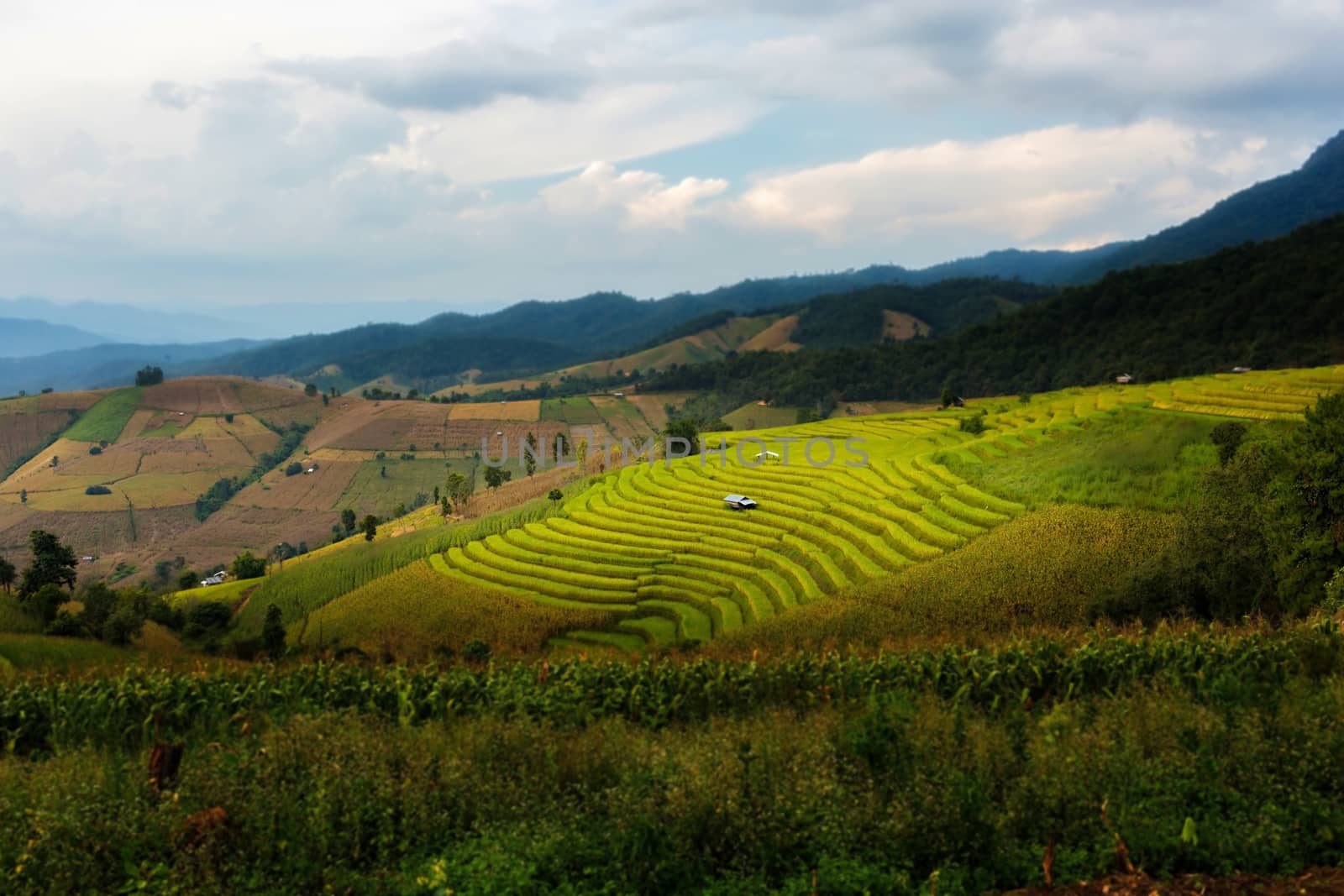 Rice terraces in Chiang Mai, Thailand