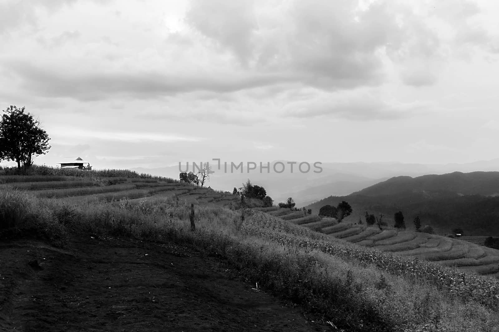 Rice terraces in Chiang Mai, Thailand