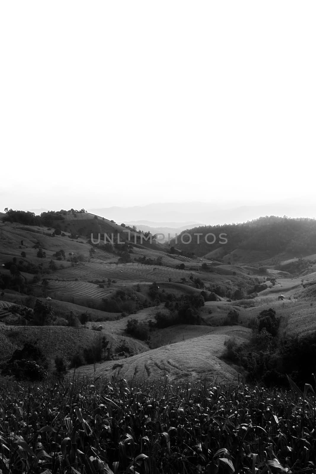 Rice terraces in Chiang Mai, Thailand