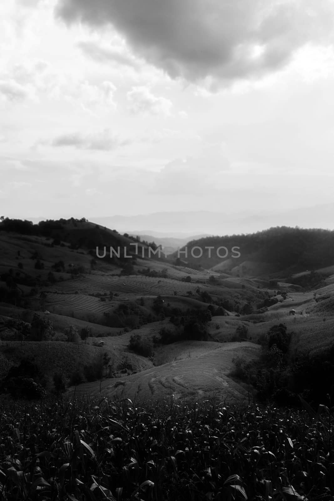 Rice terraces in Chiang Mai, Thailand