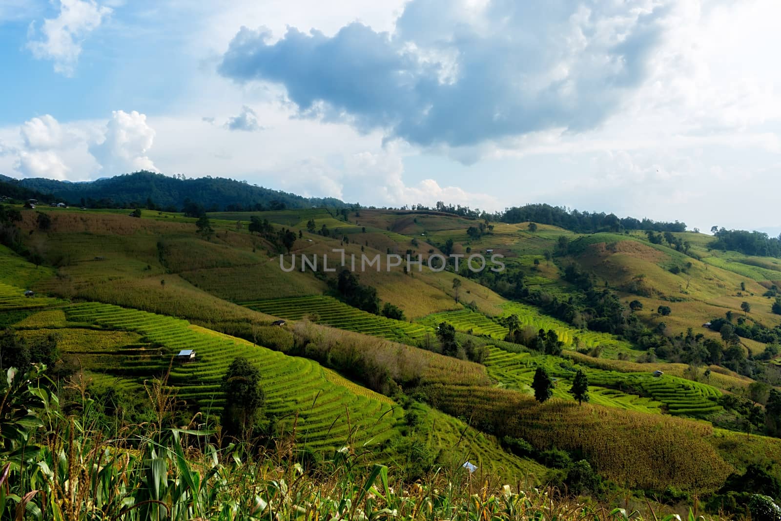 Rice terraces in Chiang Mai, Thailand