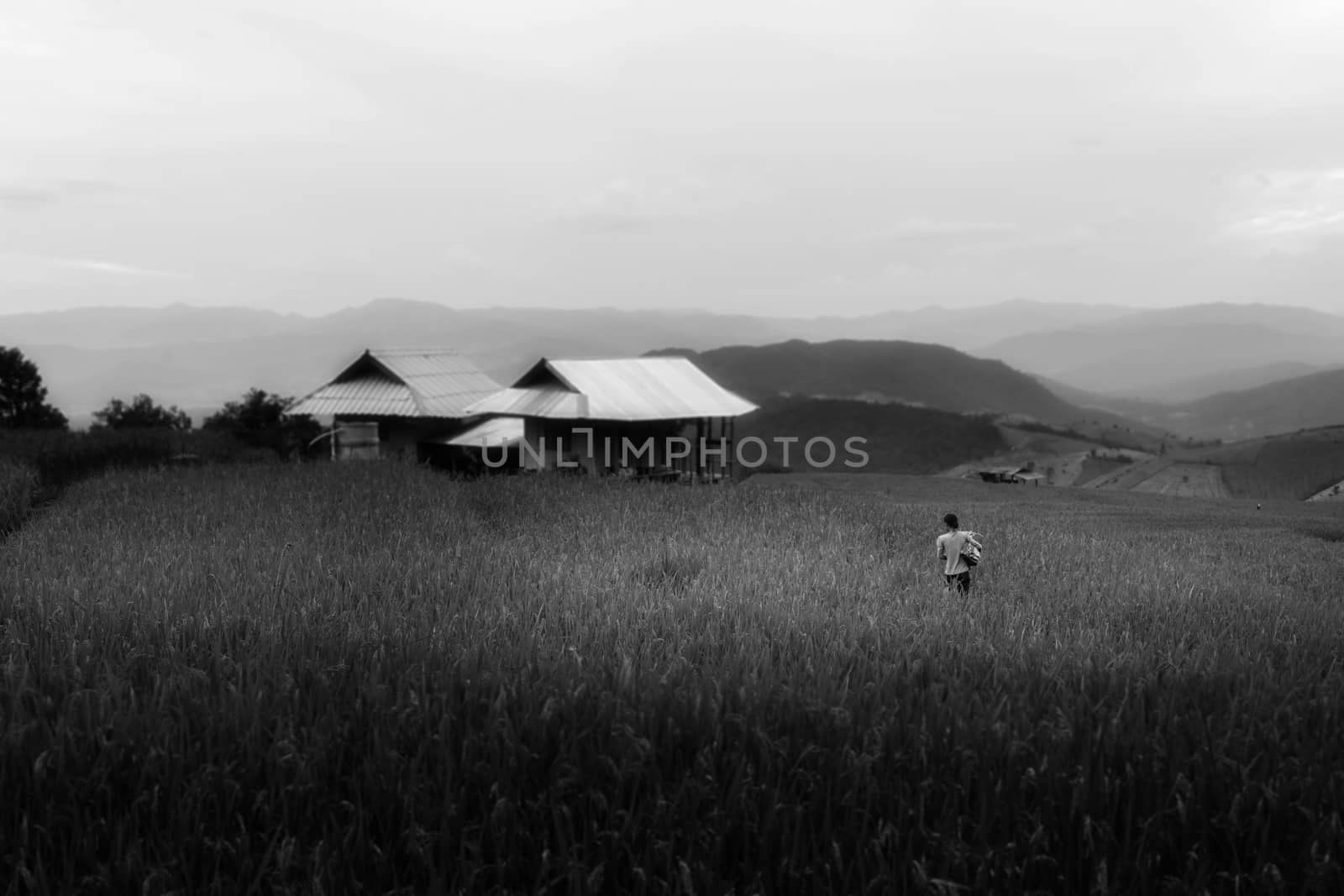 Rice terraces in Chiang Mai, Thailand