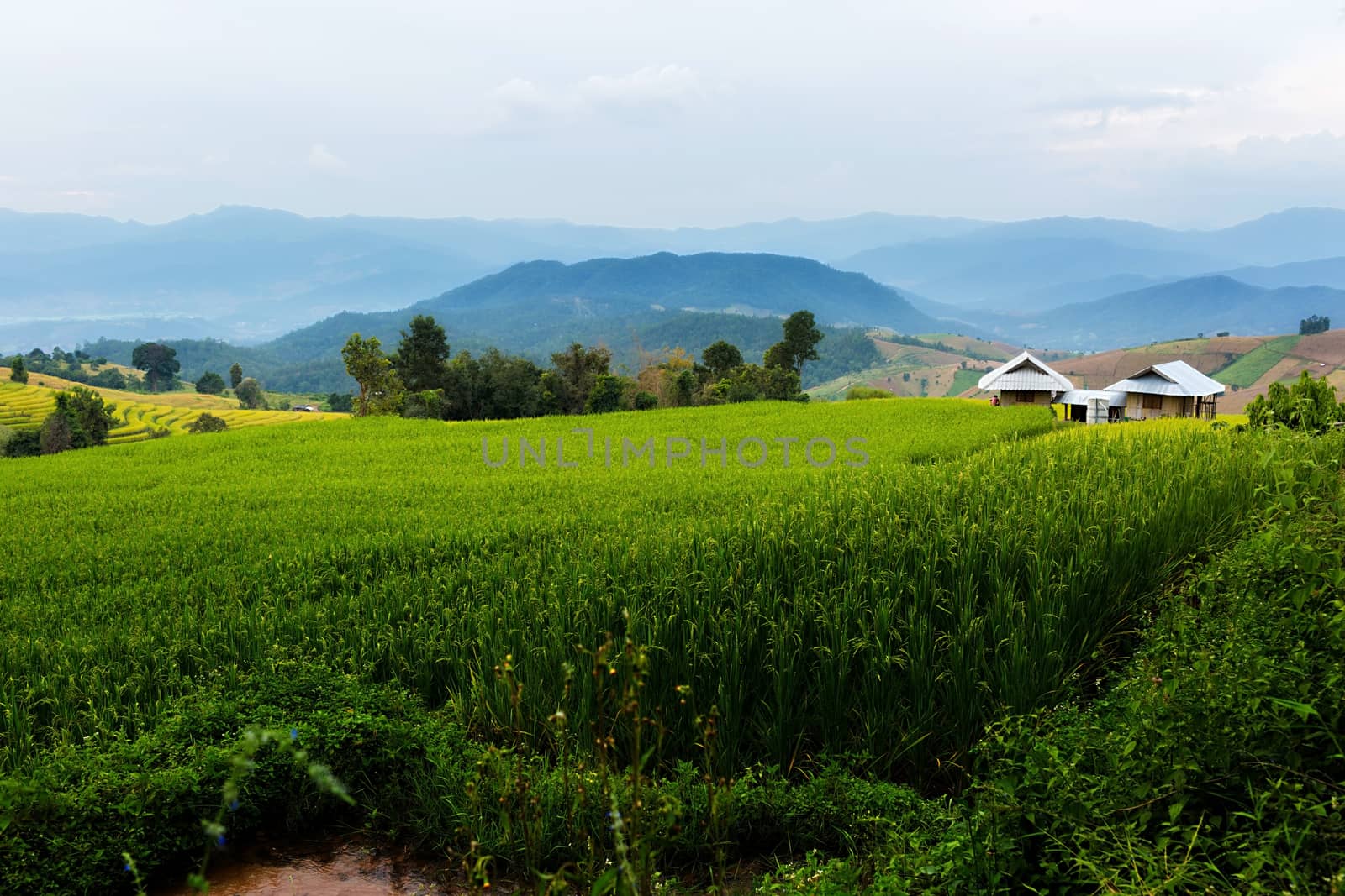 Rice terraces in Chiang Mai, Thailand
