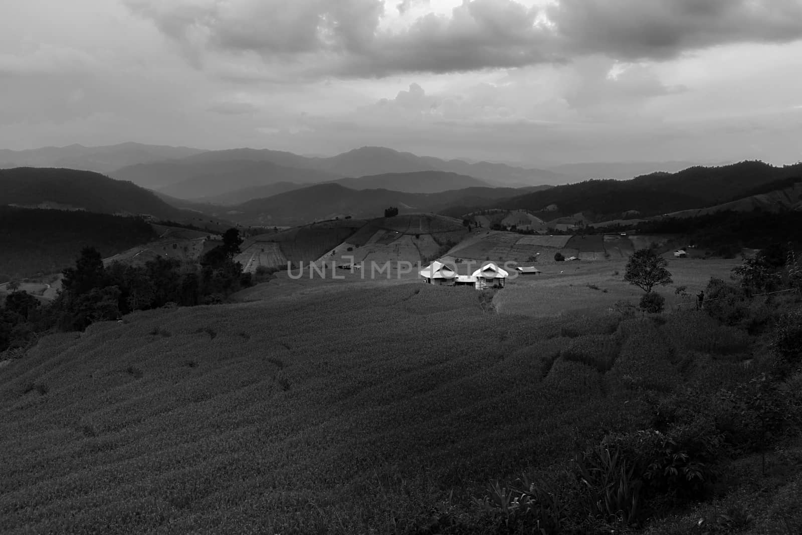 Rice terraces in Chiang Mai, Thailand