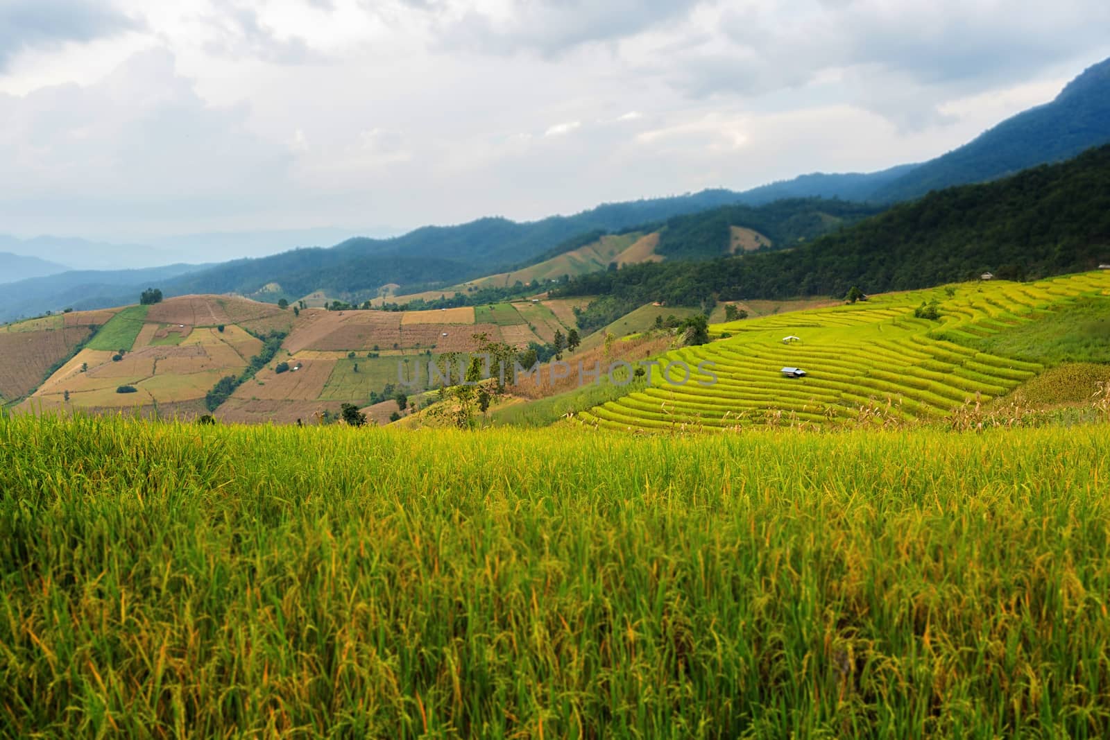 Rice terraces in Chiang Mai, Thailand