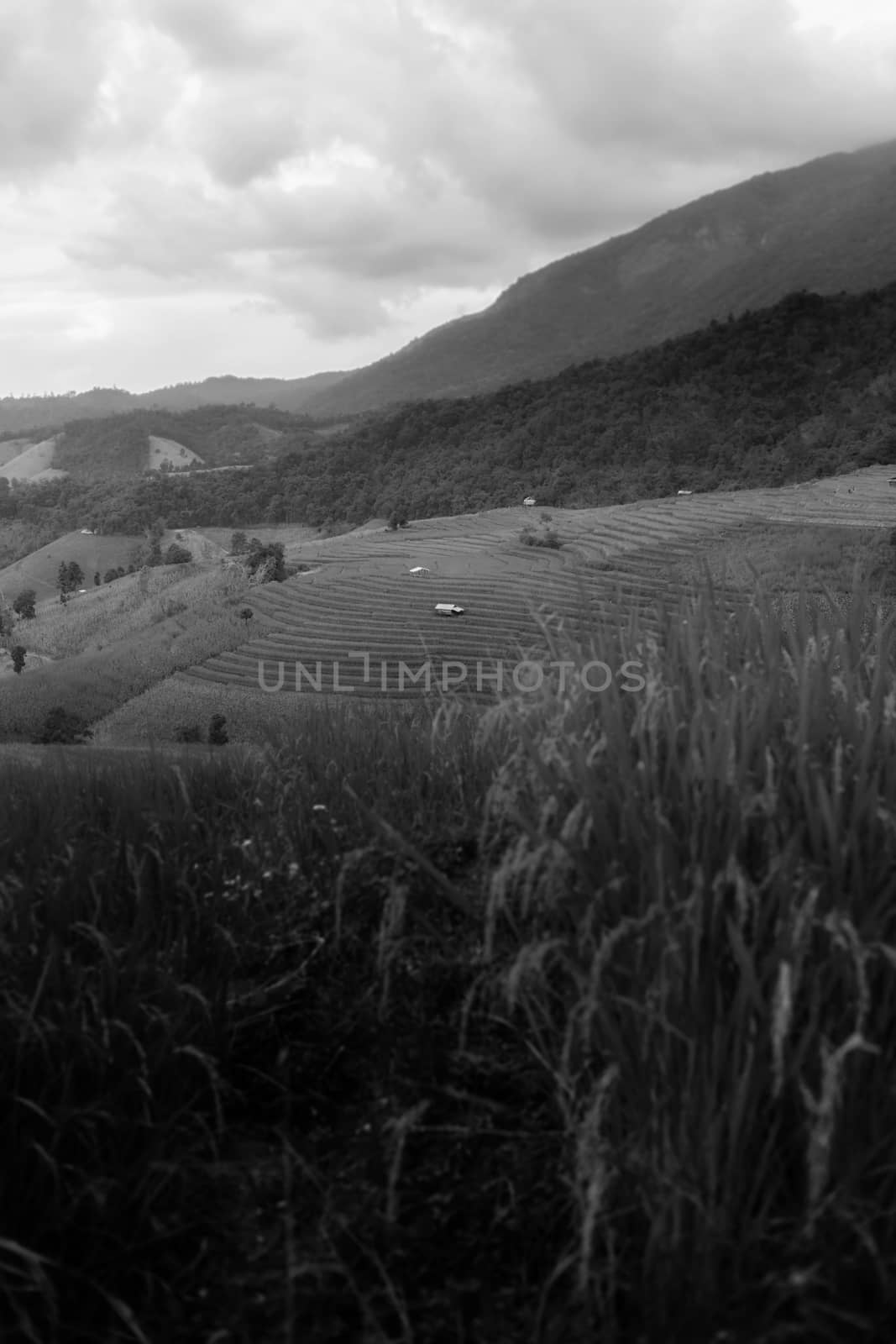 Rice terraces in Chiang Mai, Thailand
