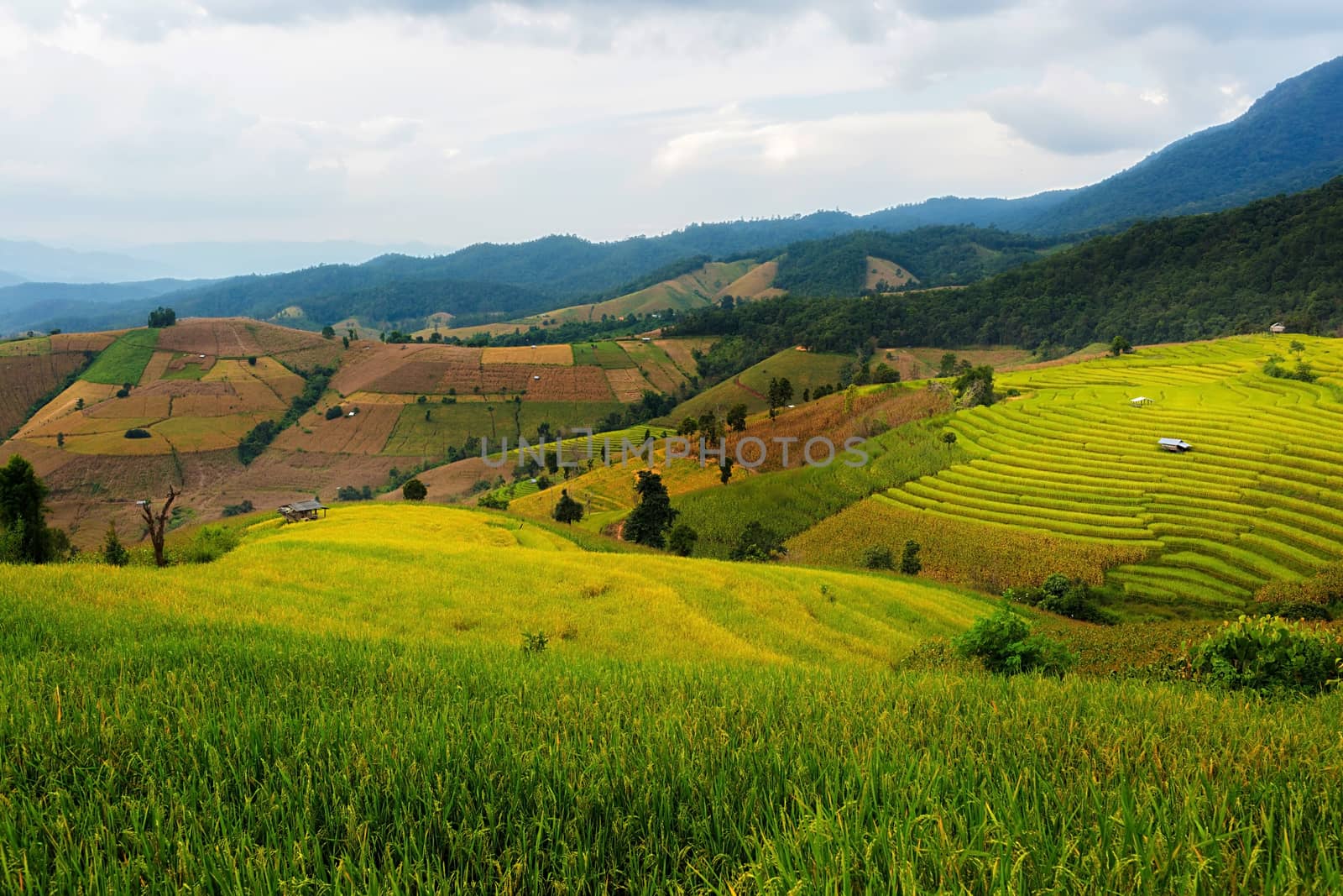Rice terraces in Chiang Mai, Thailand