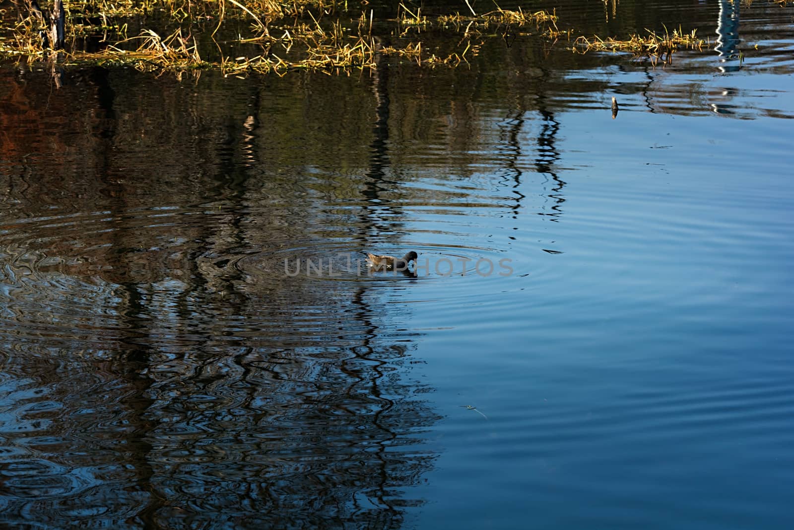 Water birds in Erhai lake, Dali, Yunnan, China