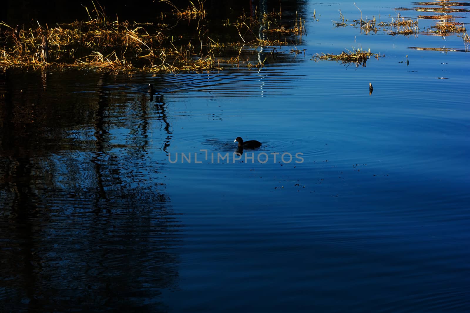 Water birds in Erhai lake, Dali, Yunnan, China