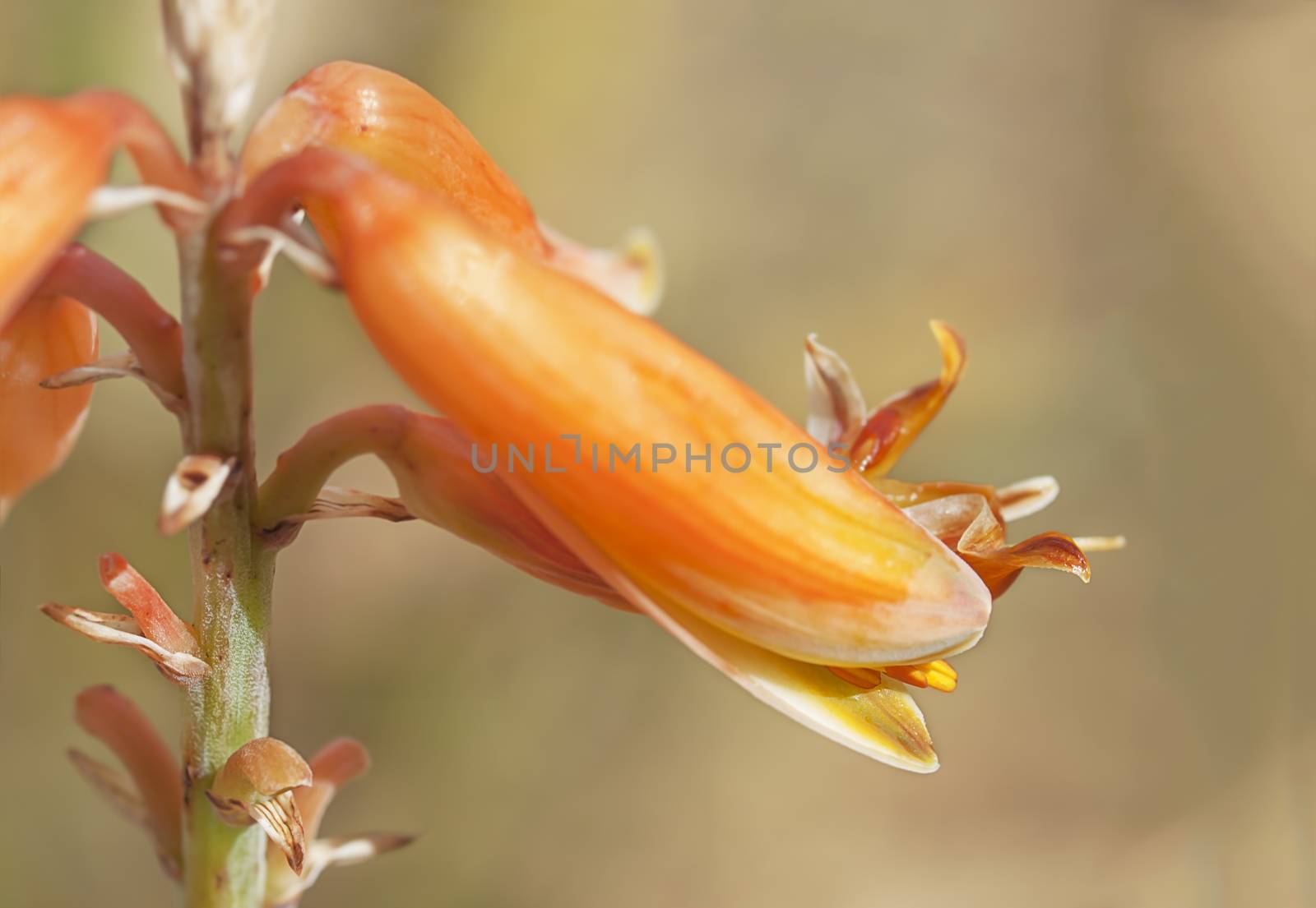 Macro of aloe vera flower close up with detail