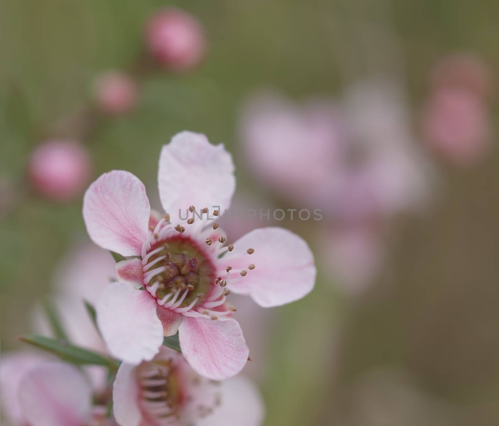 Australian Wildflowers Pink Leptospermum in Spring by sherj