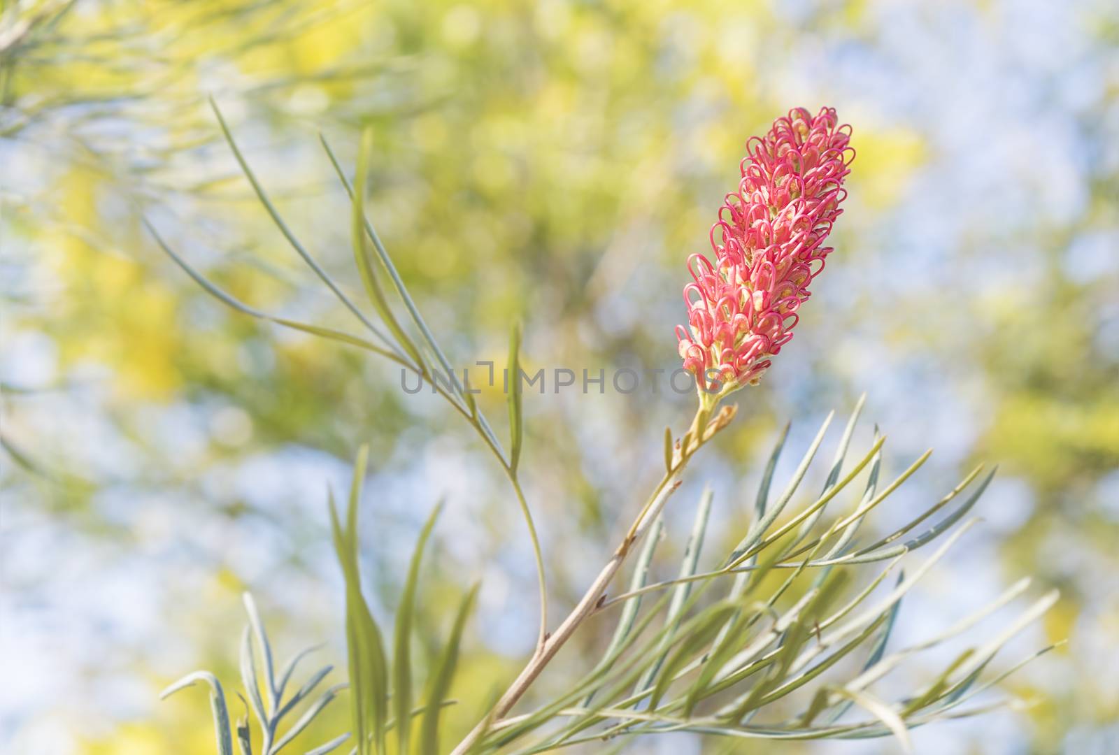 Australian spring flowers with new pink flower bloom on  Spider Flower Grevillea with yellow wattle trees in background