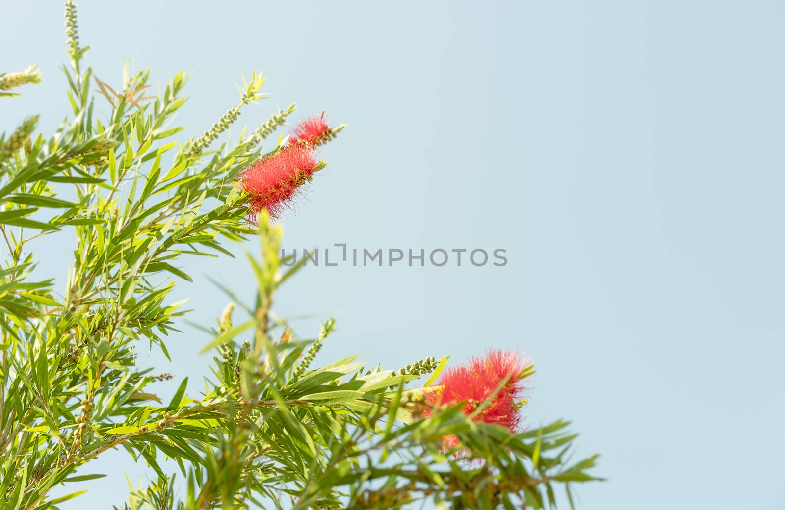 Red Australian wildflower Callistemon bottlebrush blooms in Spring against a cloudless clear blue sky background