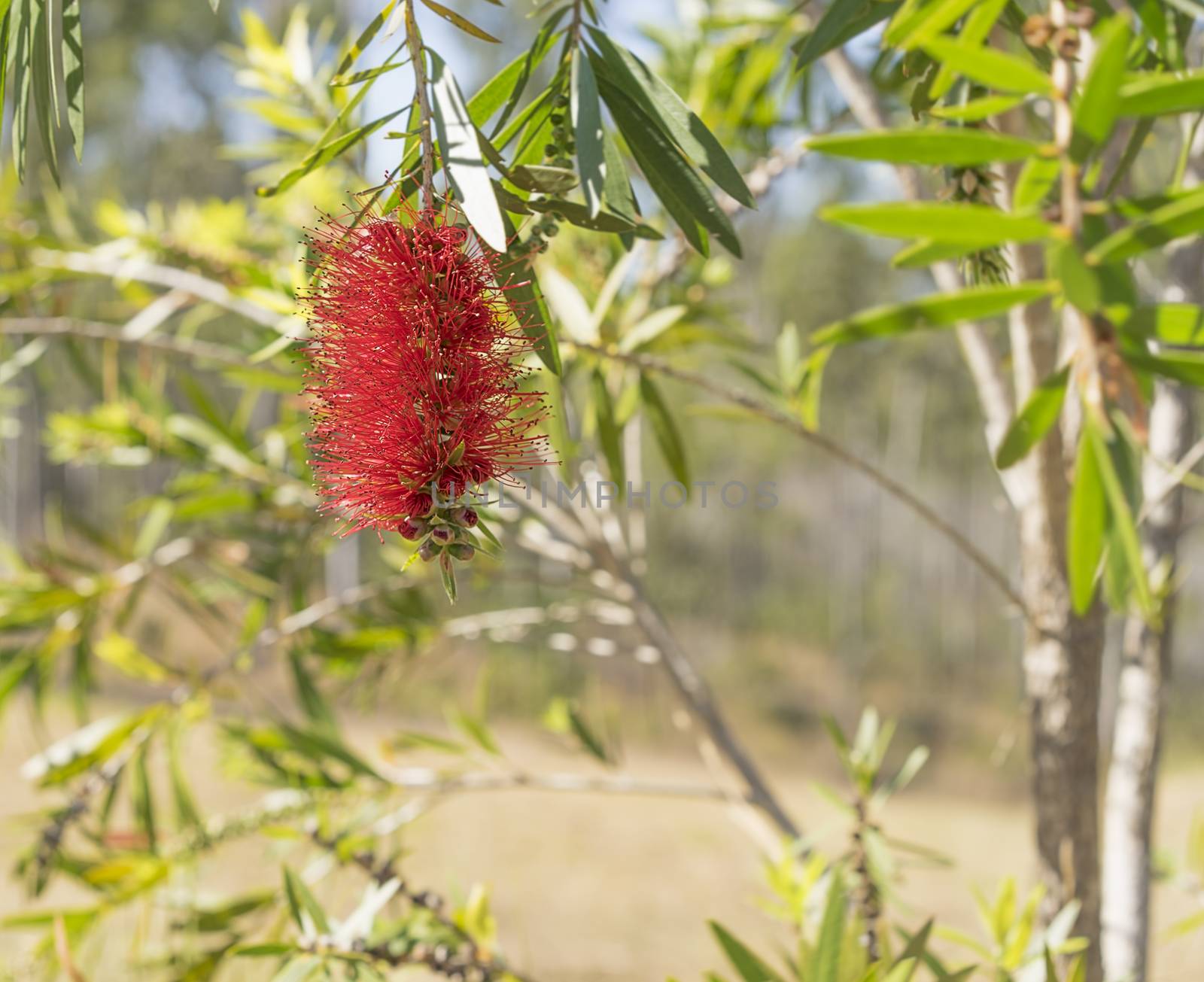 Australian wildflower red bottlebrush, Callistemon flower bloom in spring