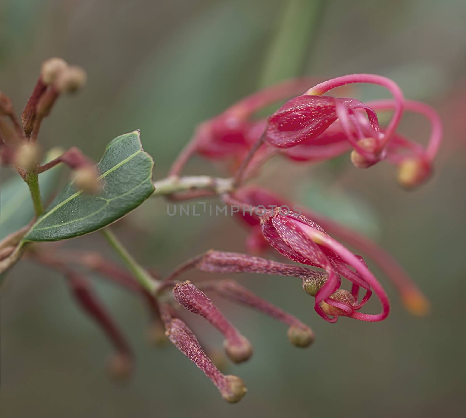 Australian red wildflower, Grevillea splendour, macro of spider flower bloom