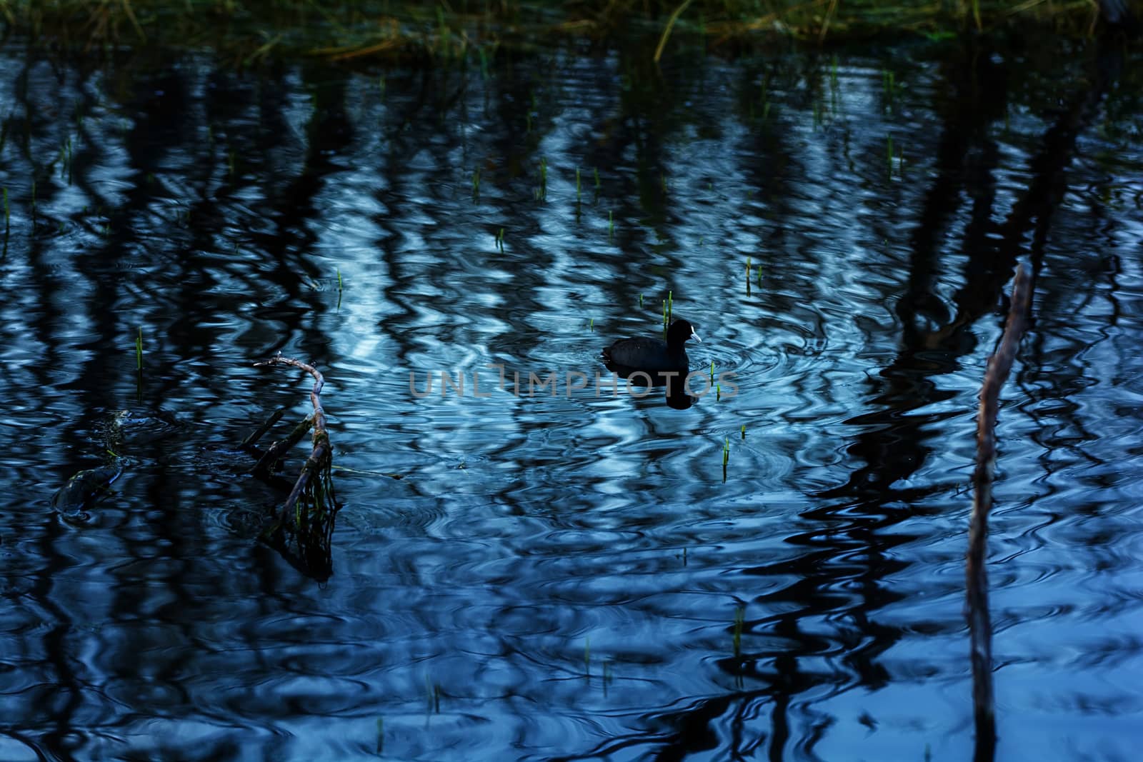 Water birds in Erhai lake, Dali, Yunnan, China