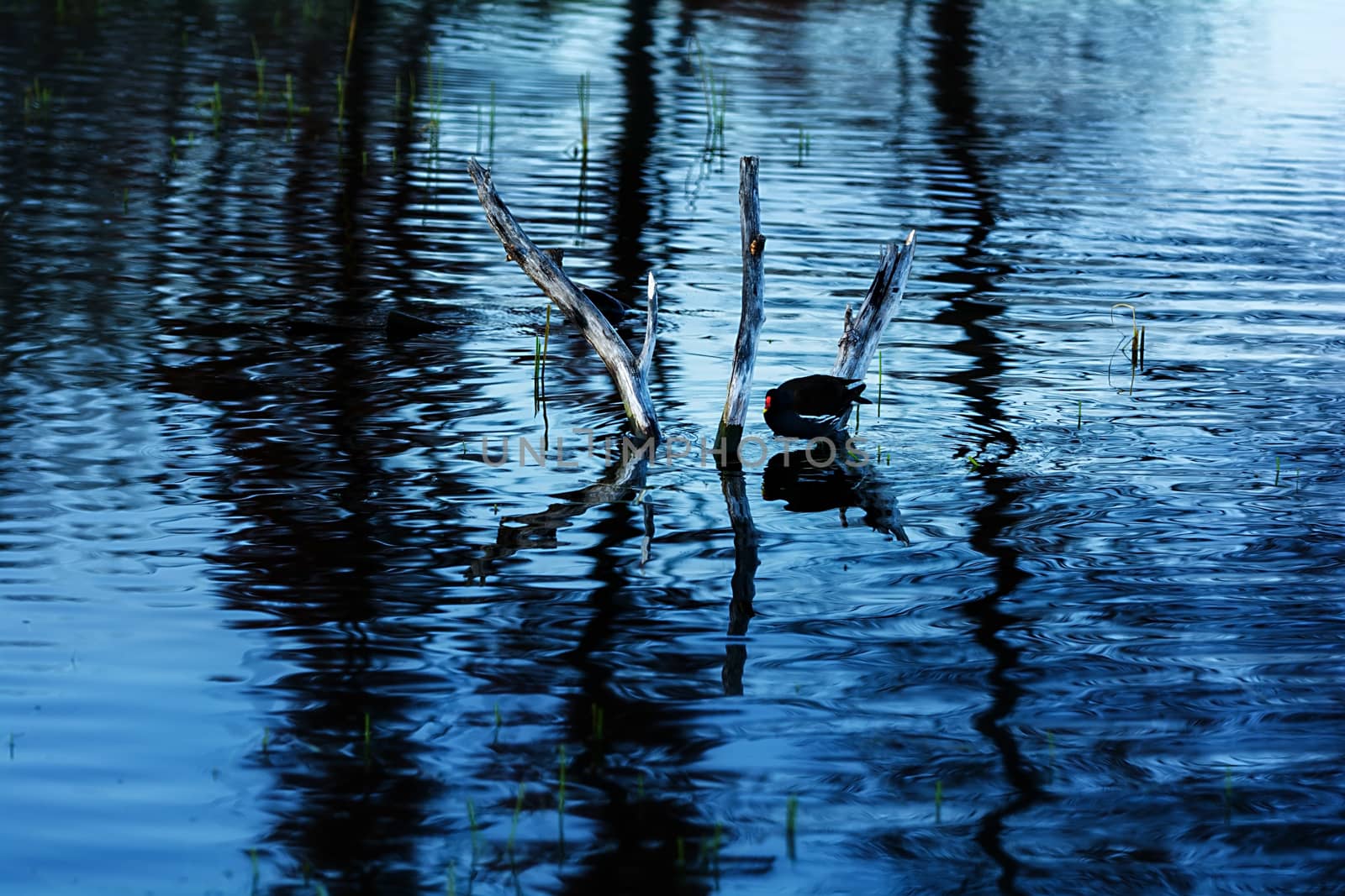Water birds in Erhai lake, Dali, Yunnan, China
