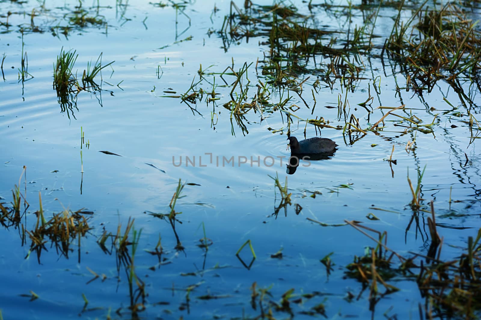 Water birds in Erhai lake, Dali, Yunnan, China
