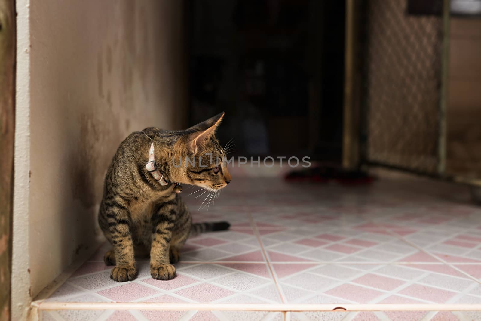 Cat sitting on the floor