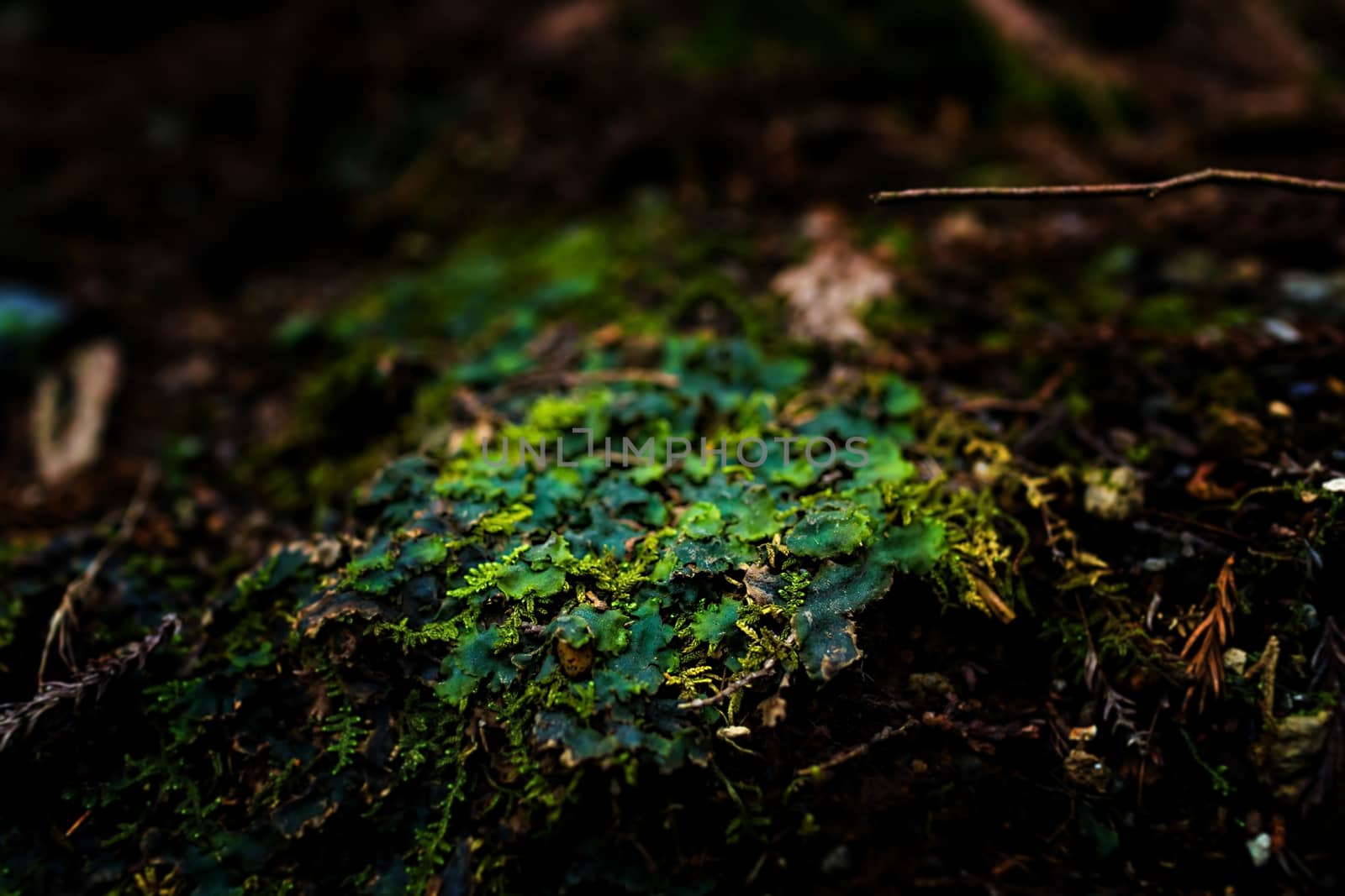 Mossy rock with close-up detailed view