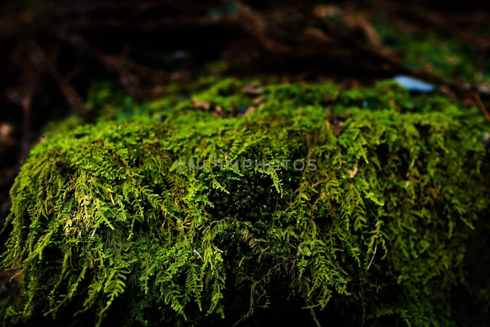 Mossy rock with close-up detailed view
