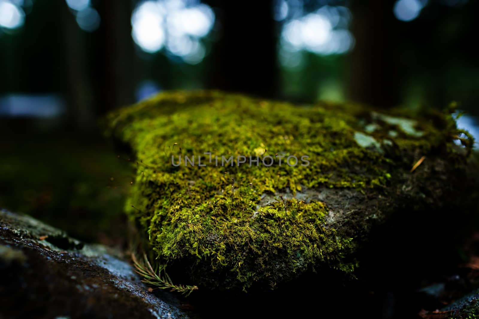 Mossy rock with close-up detailed view