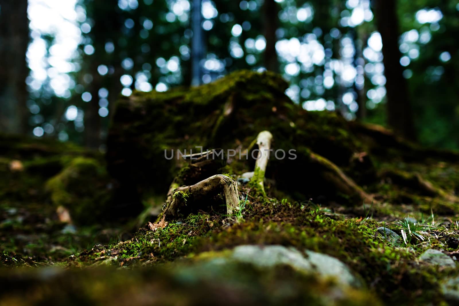 Mossy root with close-up detailed view