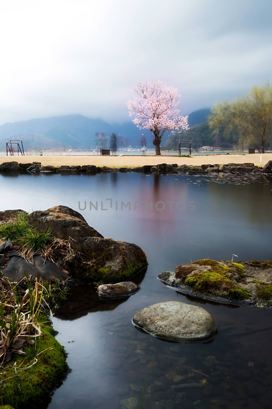 Sakura tree with reflections