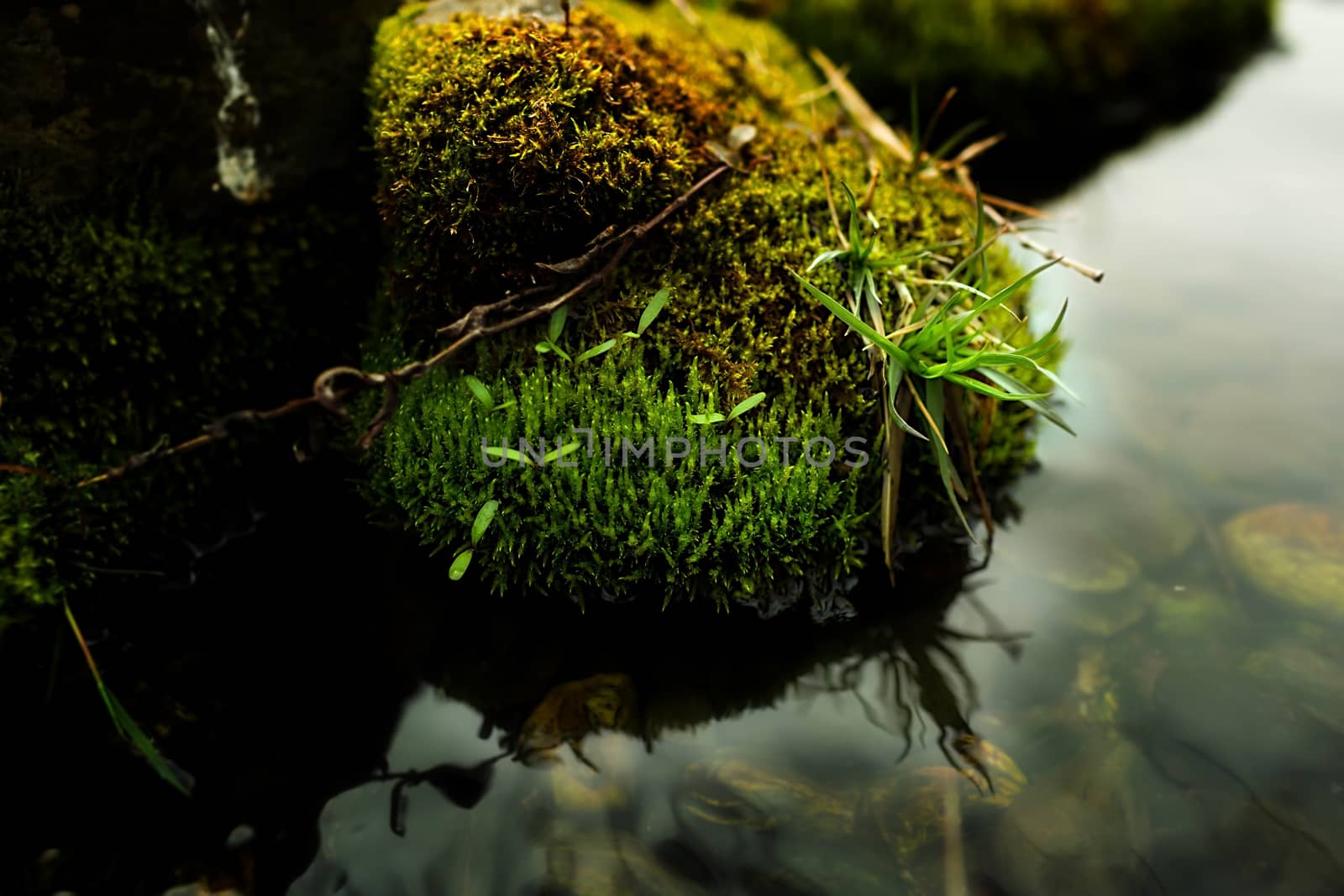 Mossy rock with close-up detailed view