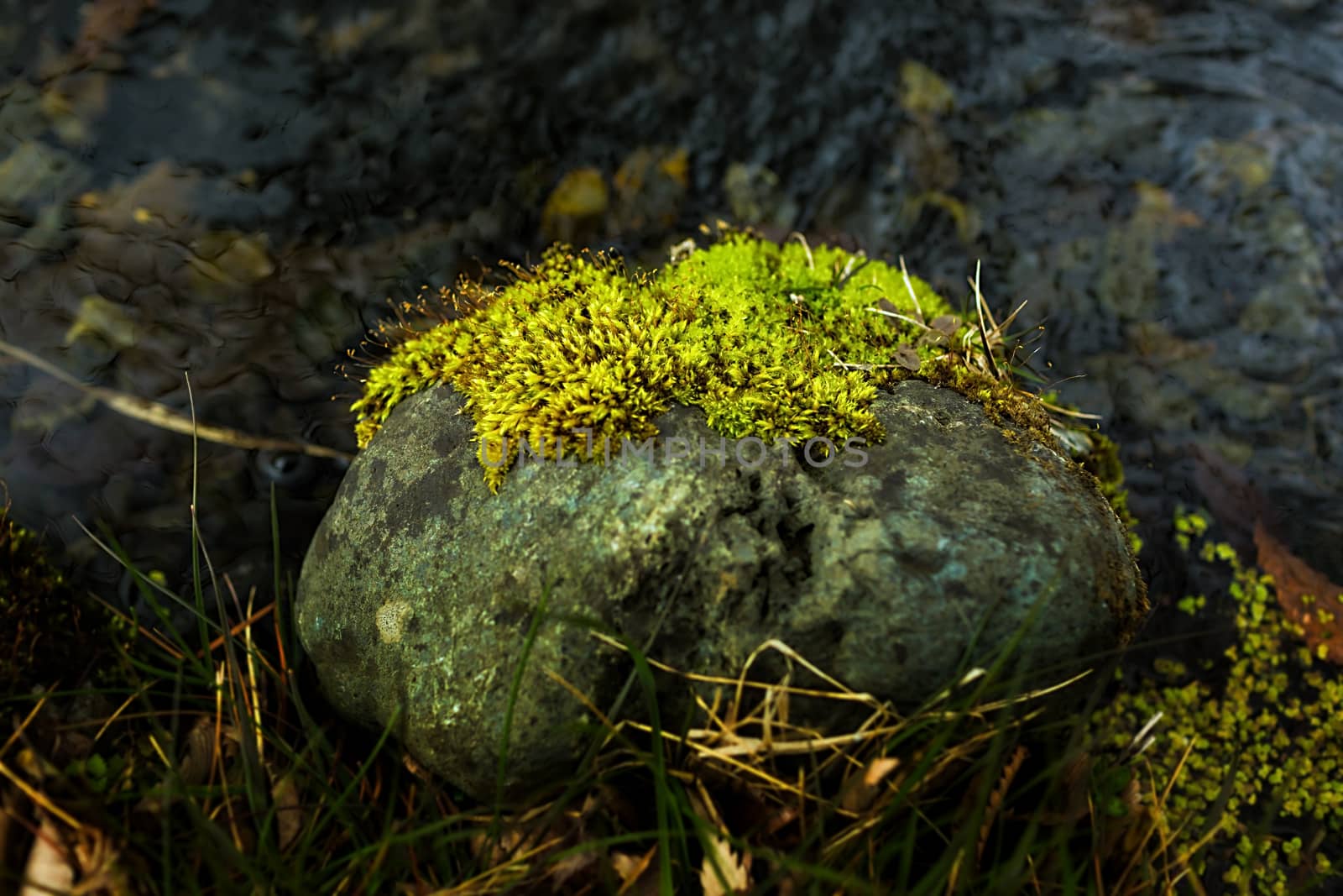 Mossy rock with close-up detailed view