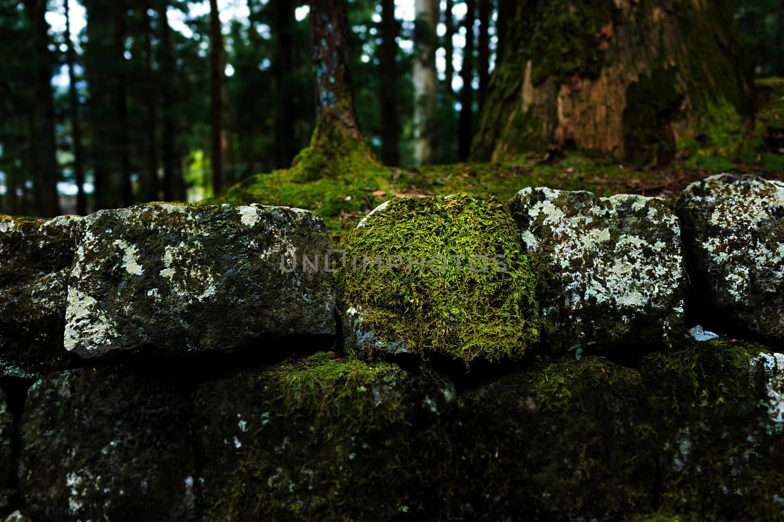 Mossy rock with close-up detailed view