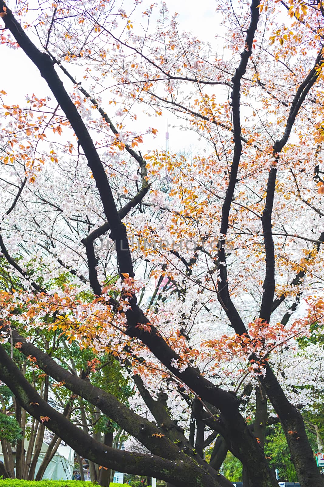 Sakura blossoms in Tokyo
