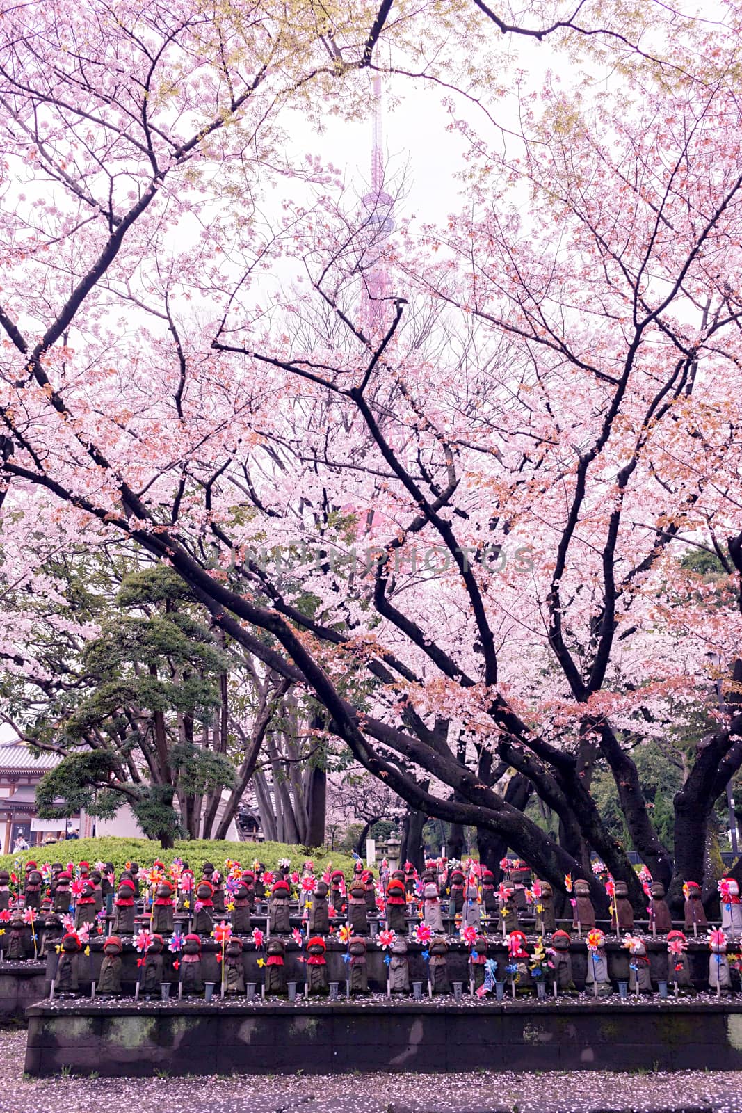Sakura blossoms in Tokyo