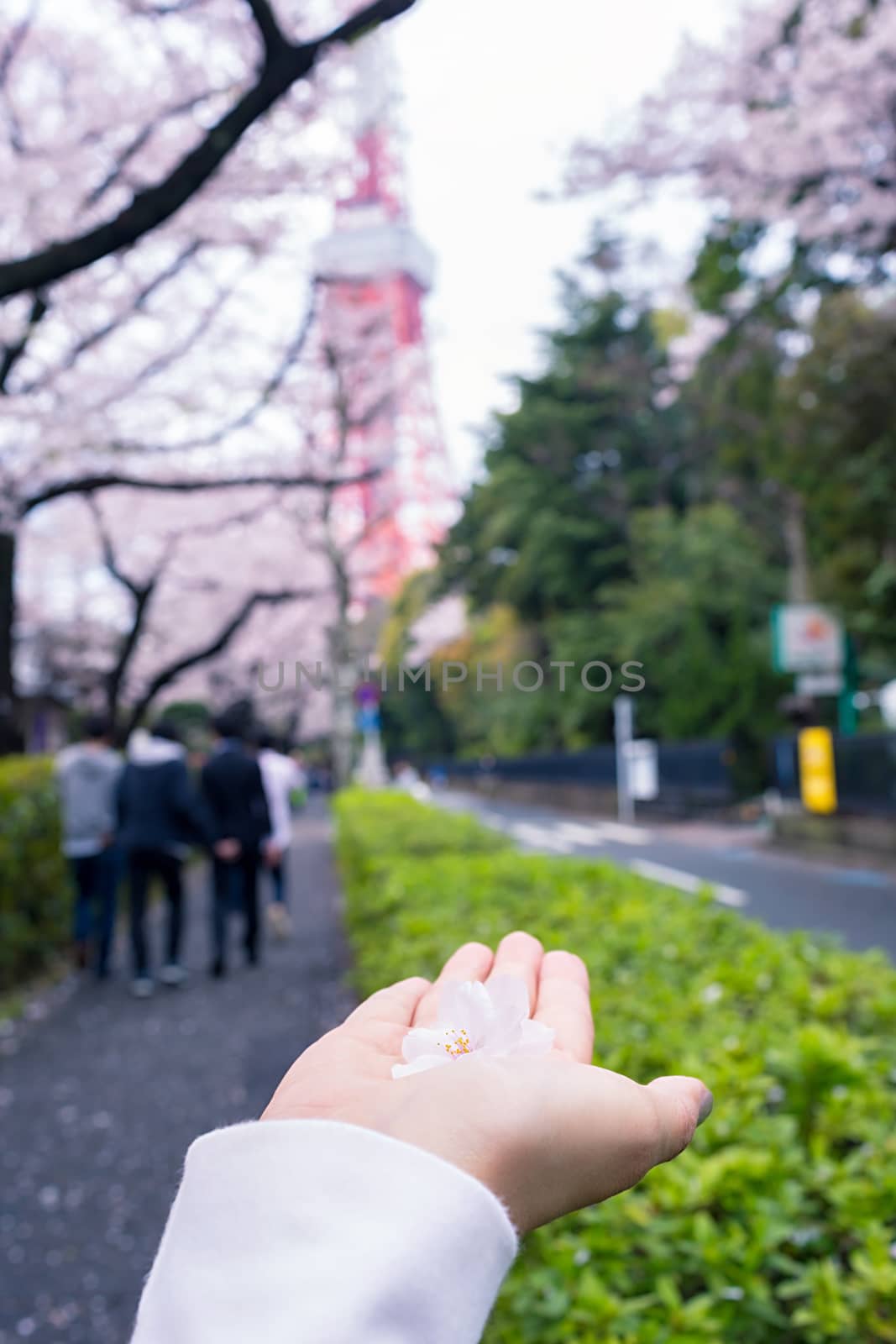 Sakura blossoms in Tokyo