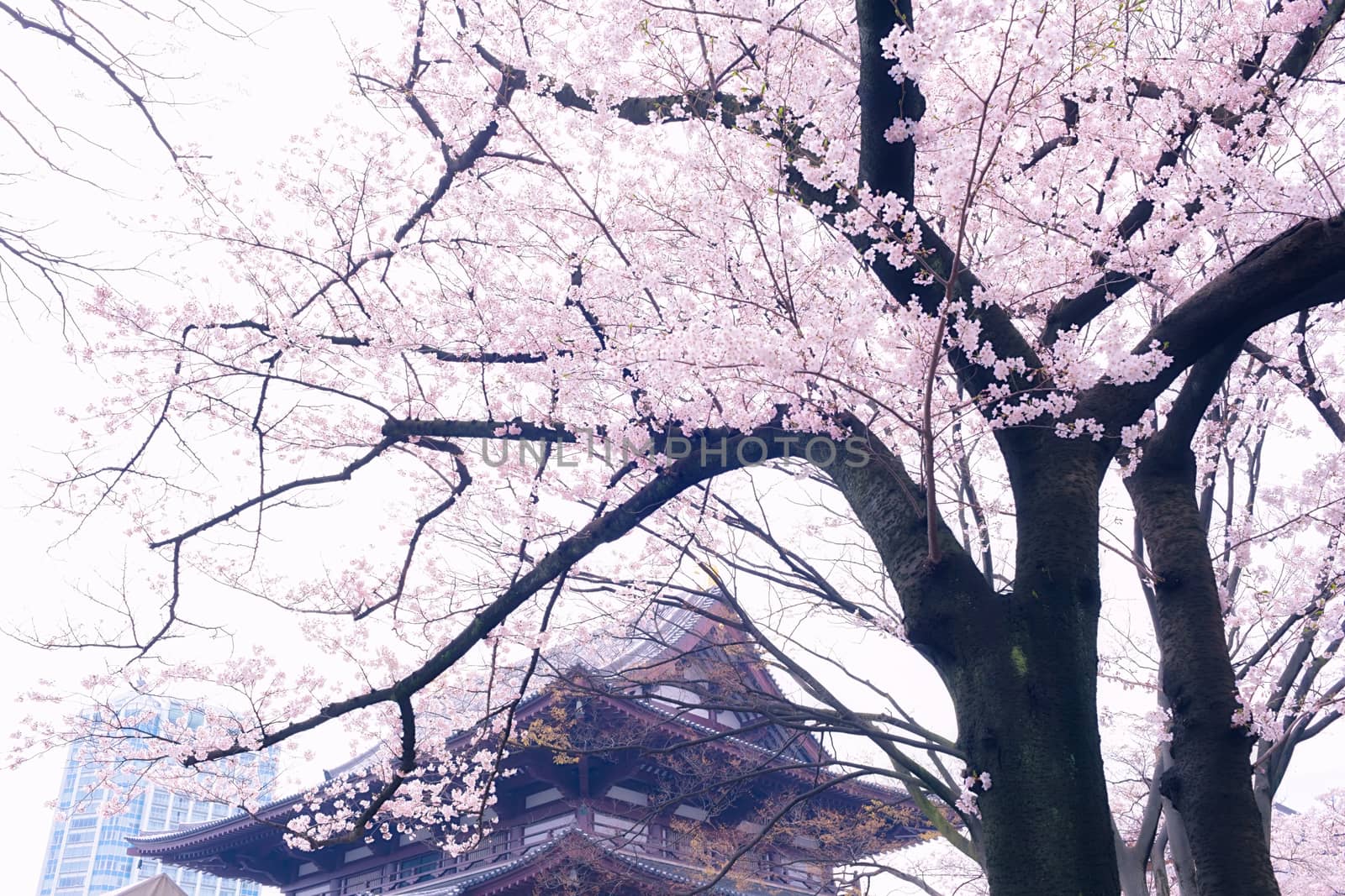 Sakura blossoms in Tokyo