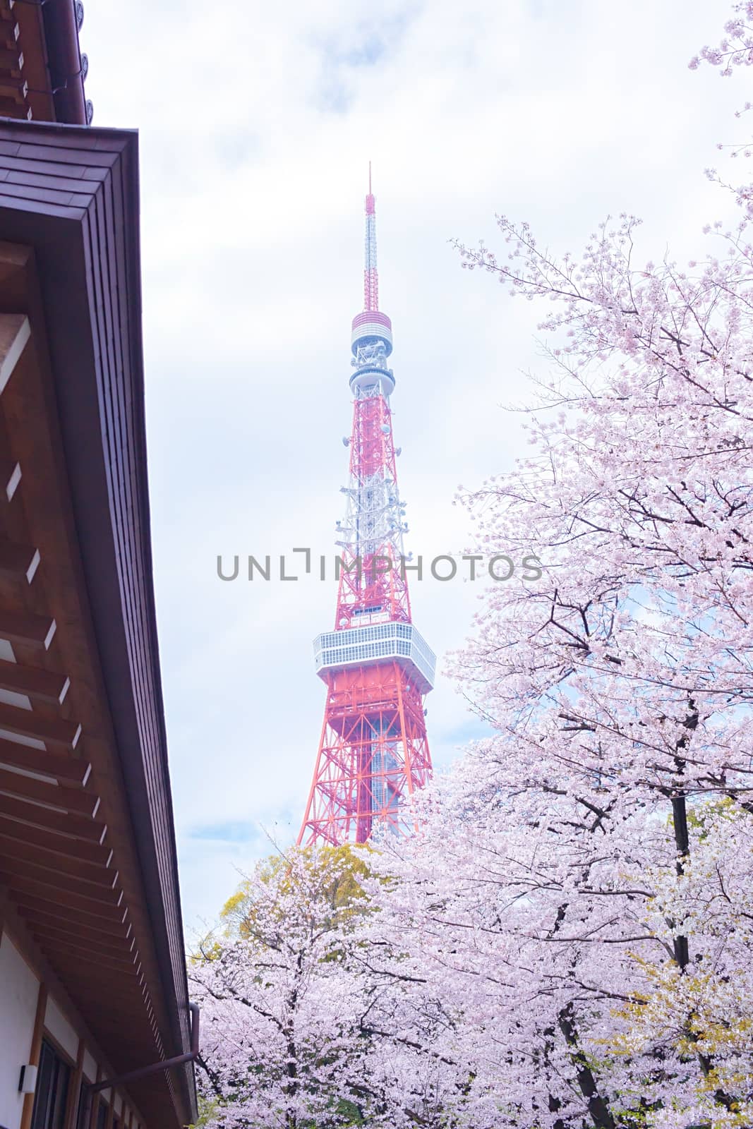Sakura blossoms in Tokyo