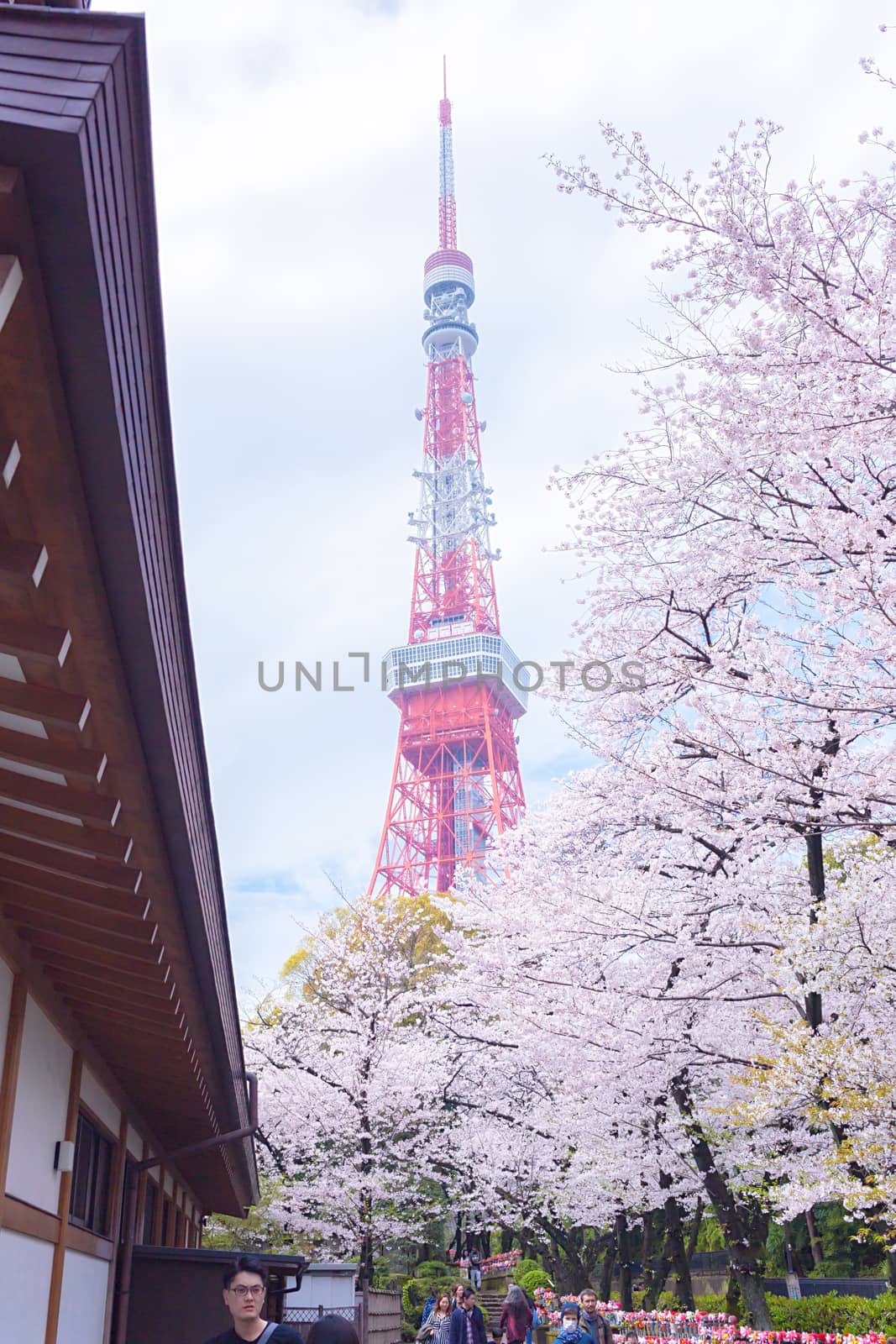 Sakura blossoms in Tokyo