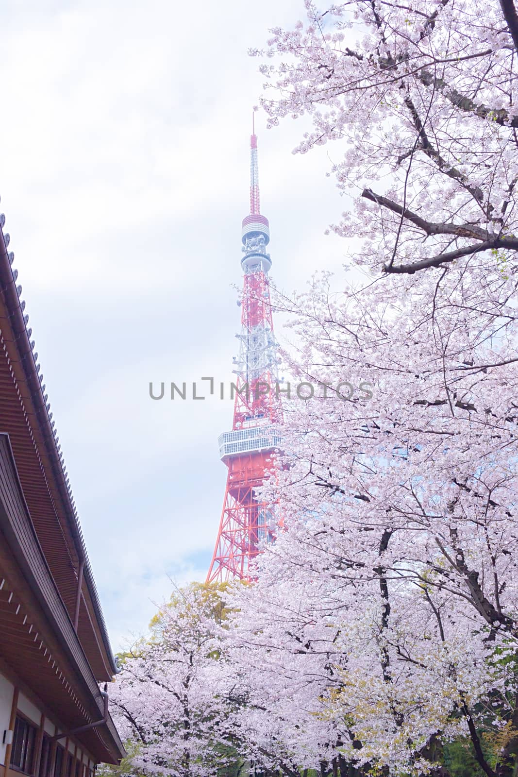 Sakura blossoms in Tokyo