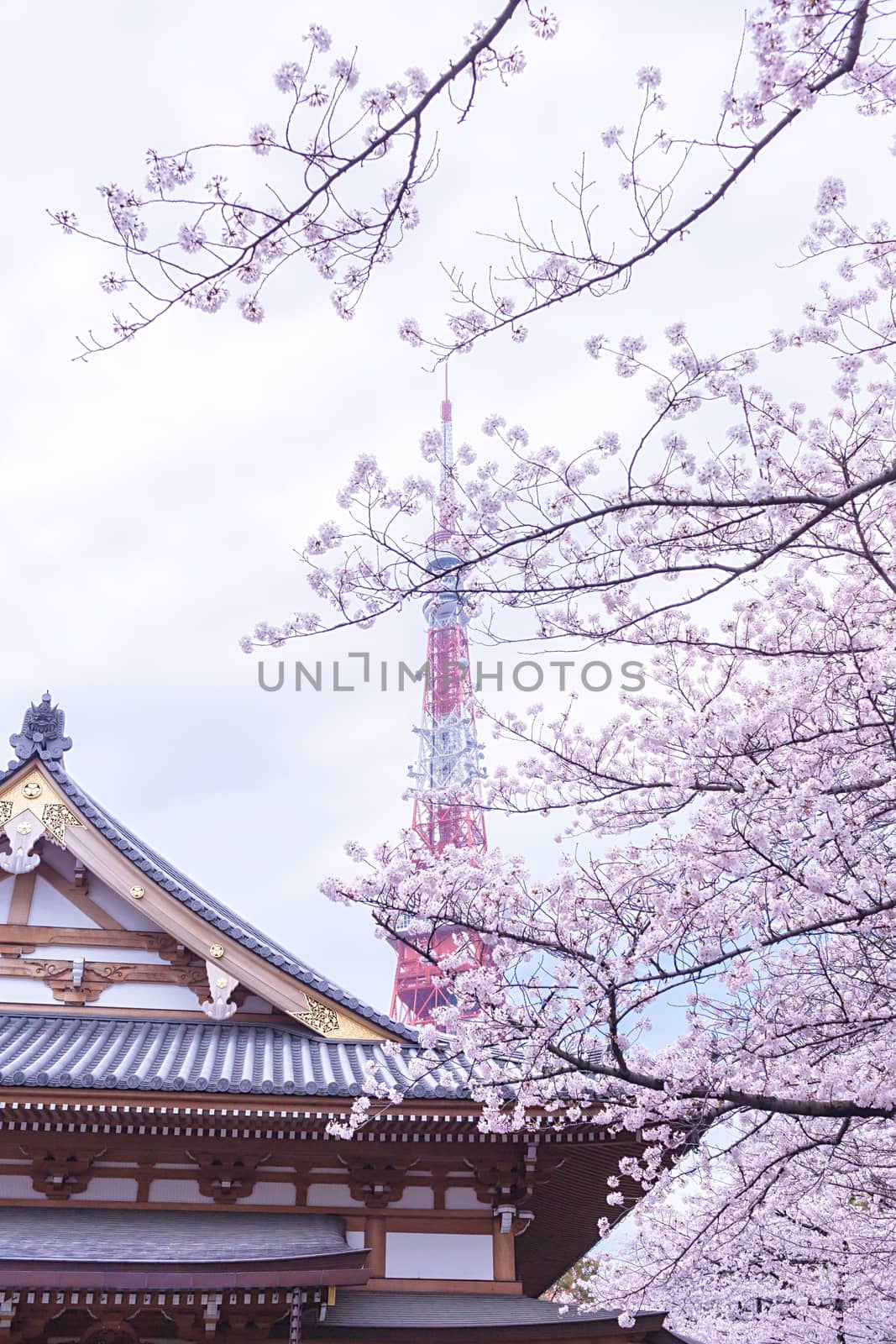 Sakura blossoms in Tokyo