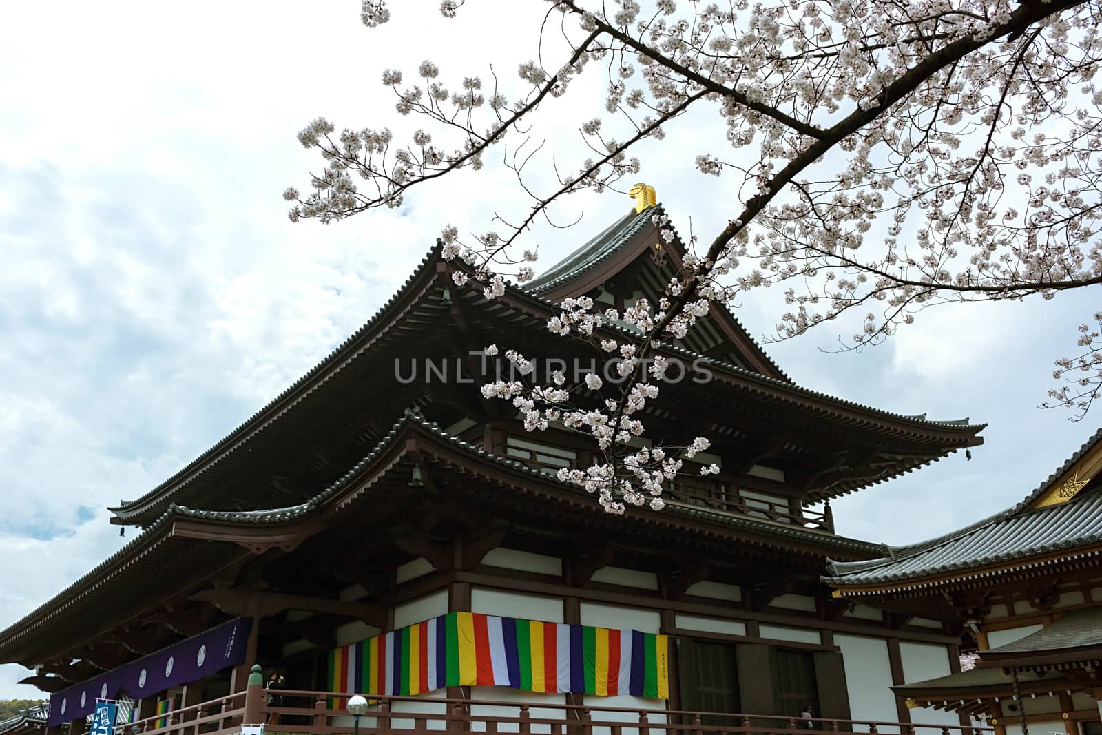 Sakura blossoms in Tokyo