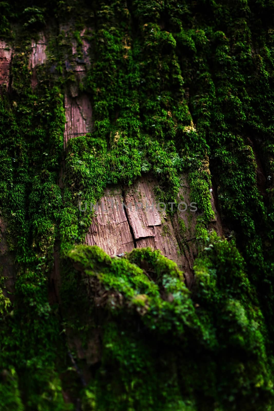 Mossy bark with close-up detailed view