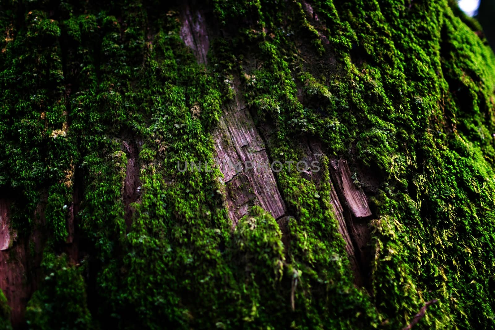 Mossy bark with close-up detailed view