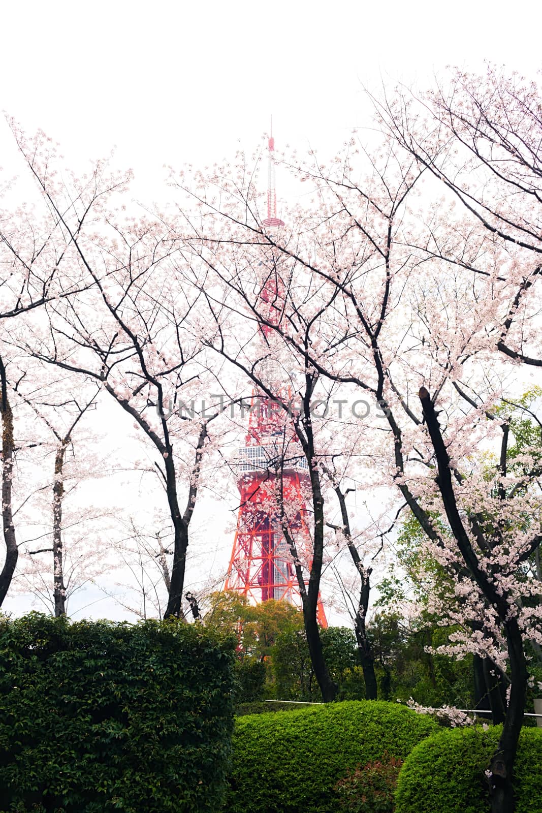 Sakura blossoms in Tokyo