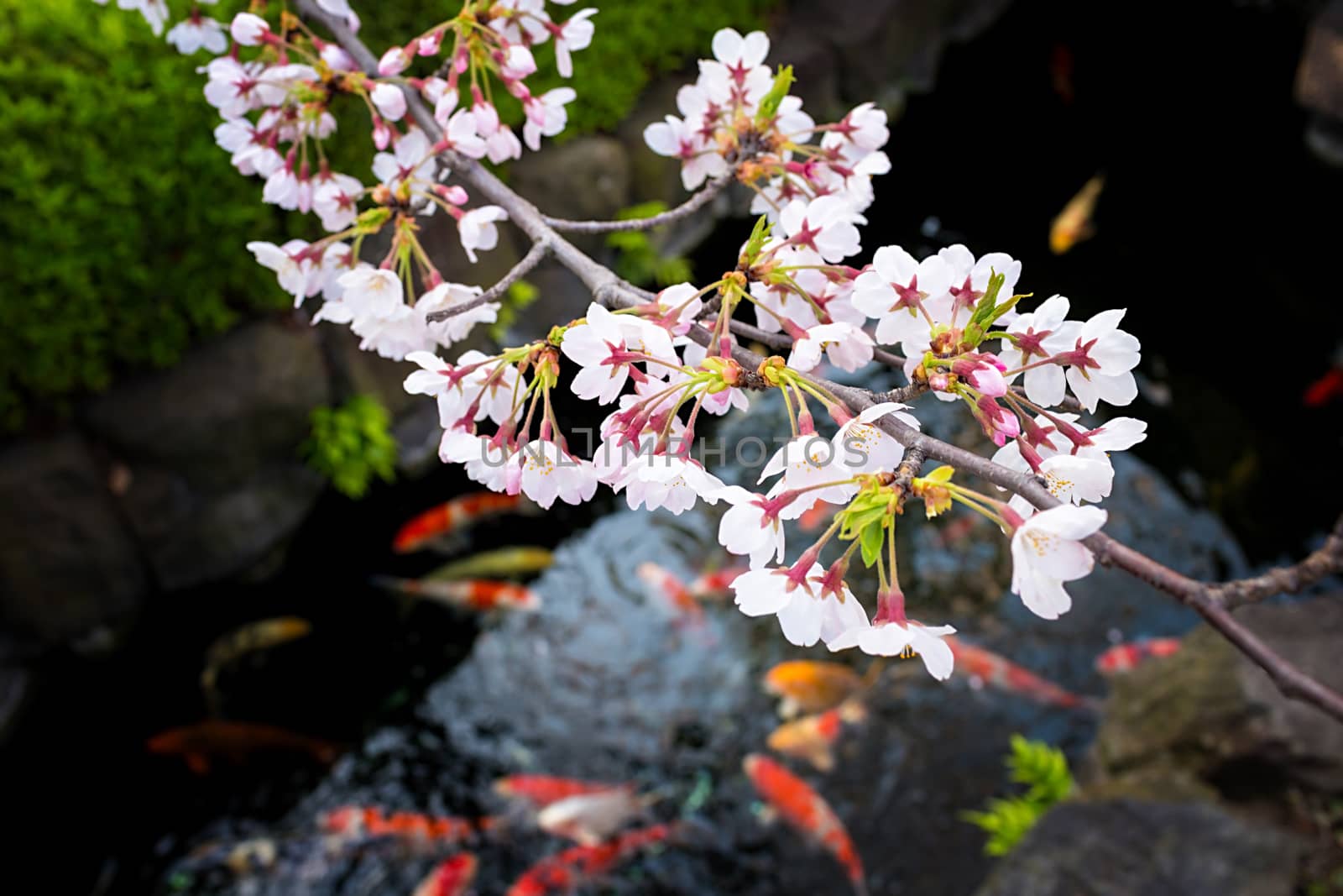 Sakura blossoms in Tokyo