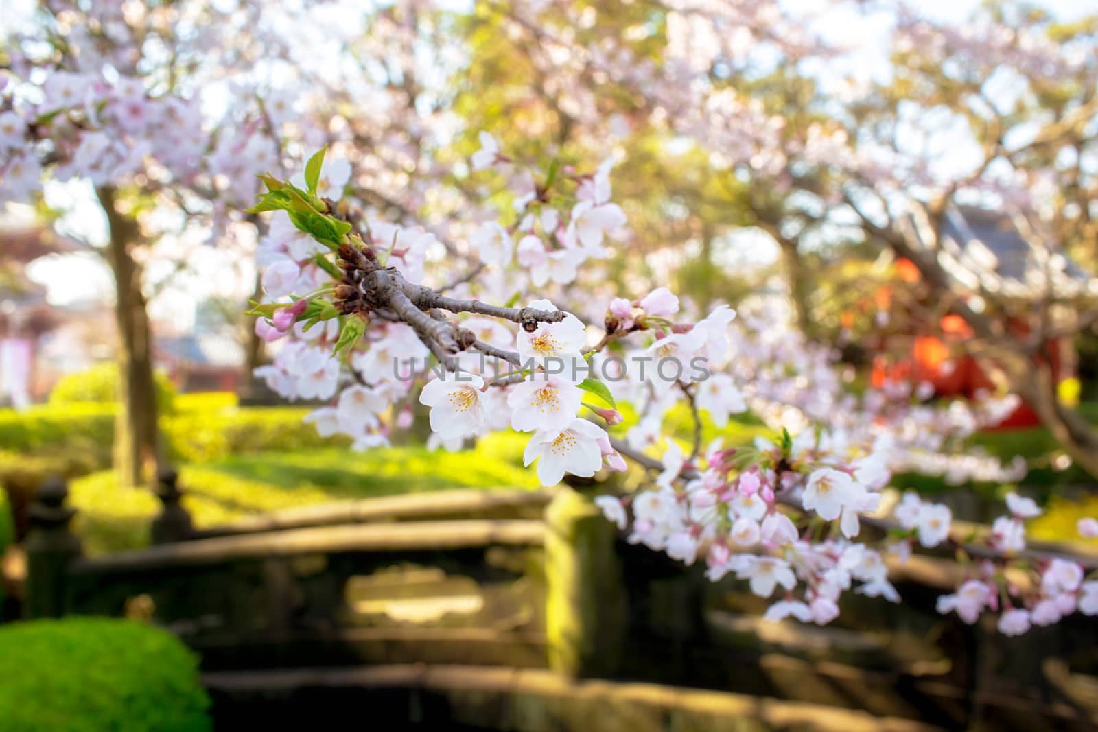Sakura blossoms in Tokyo